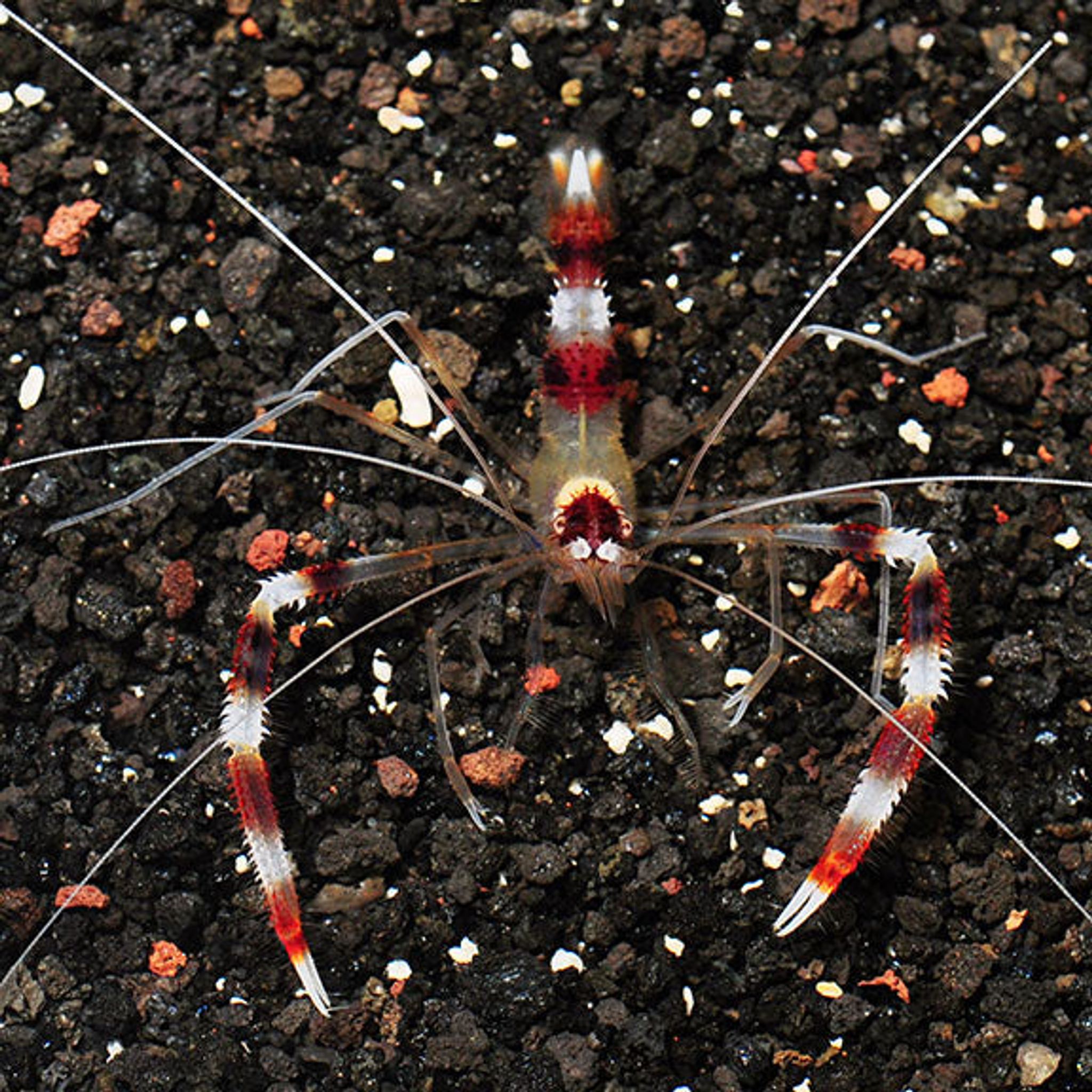 Banded Coral Shrimp