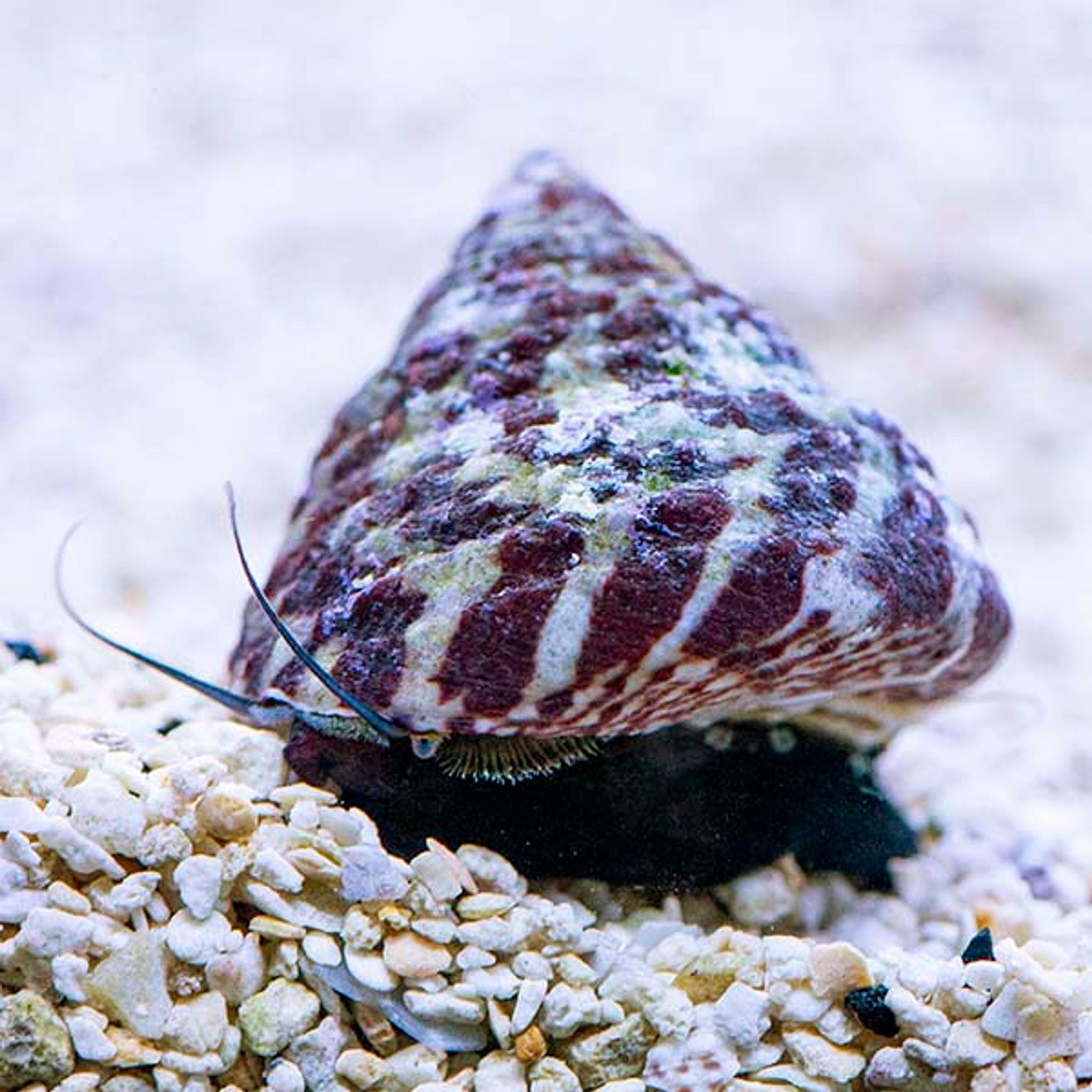 Trochus Snail Care Guide: Tank Requirements, Feeding and Compatibility