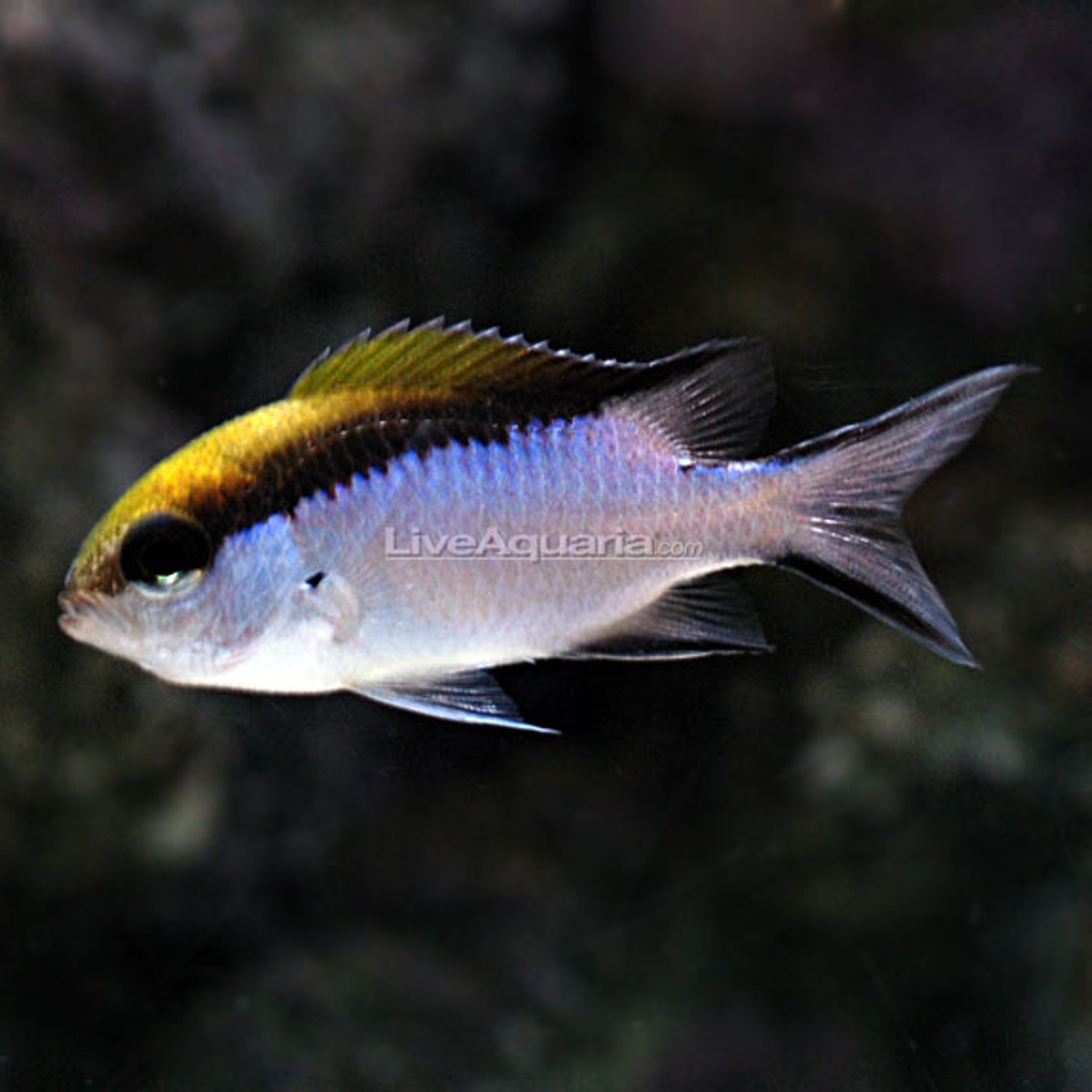 Barrier Reef Chromis (Chromis nitida)
