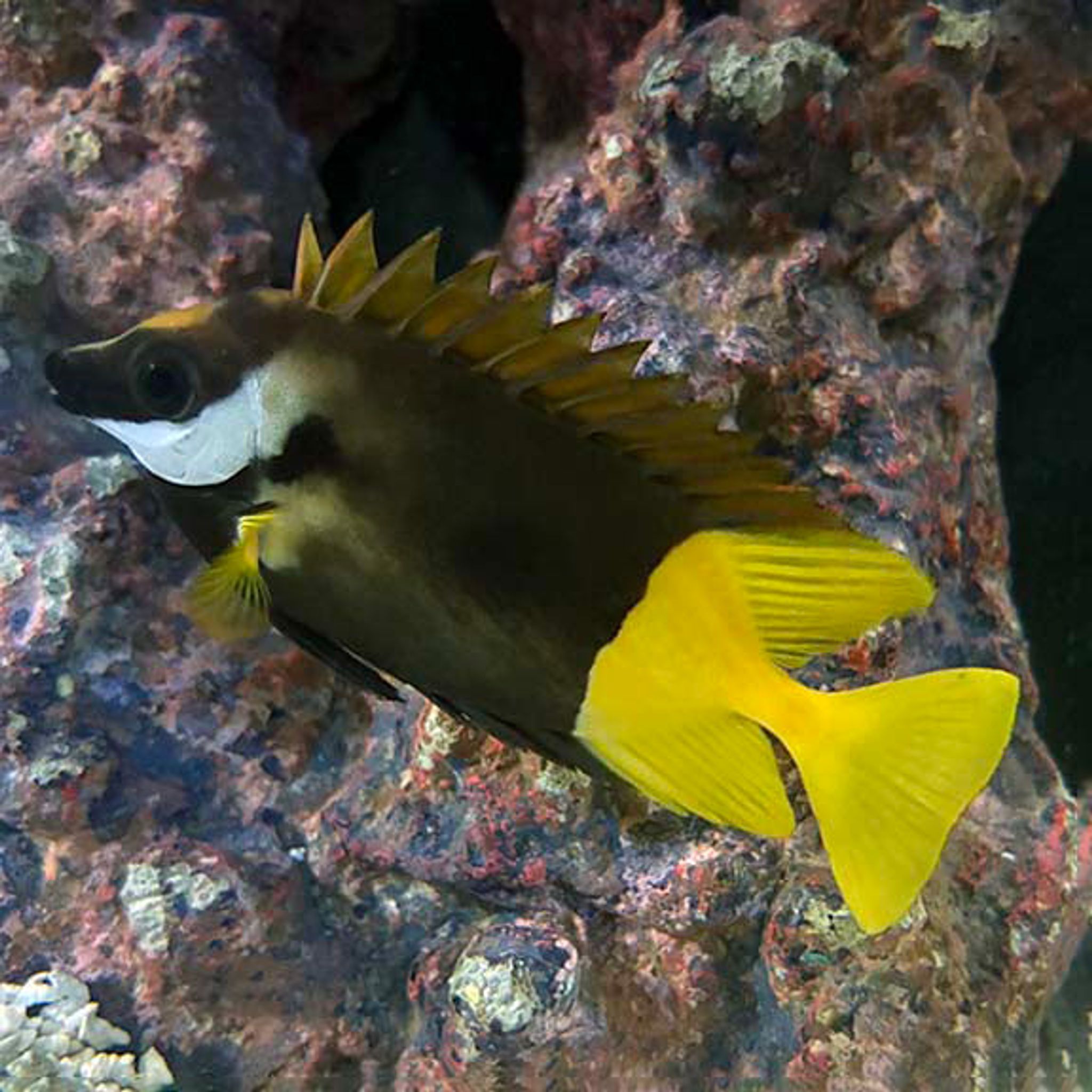 Bicolor Foxface