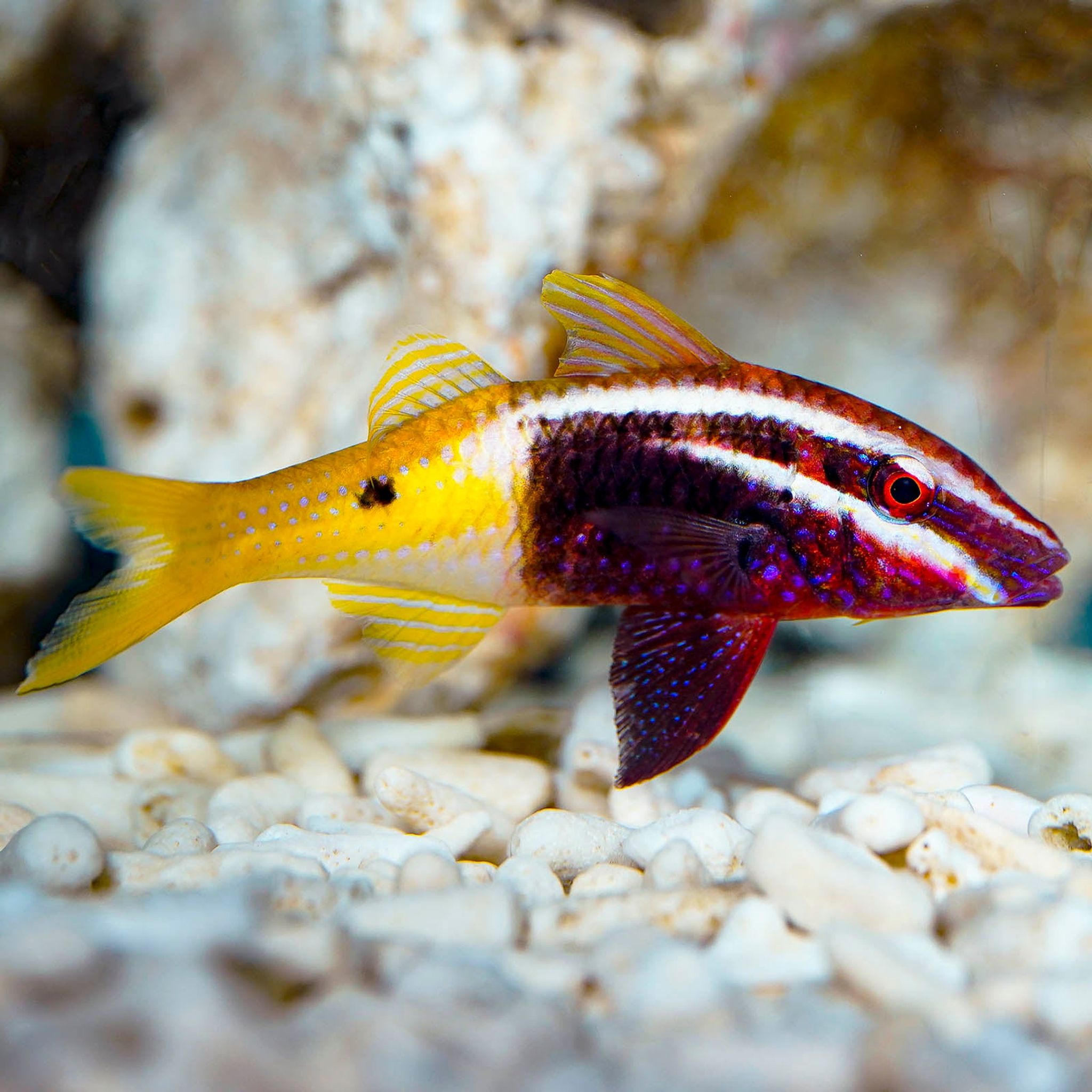 Bicolor Goatfish 3.25" WYSIWYG