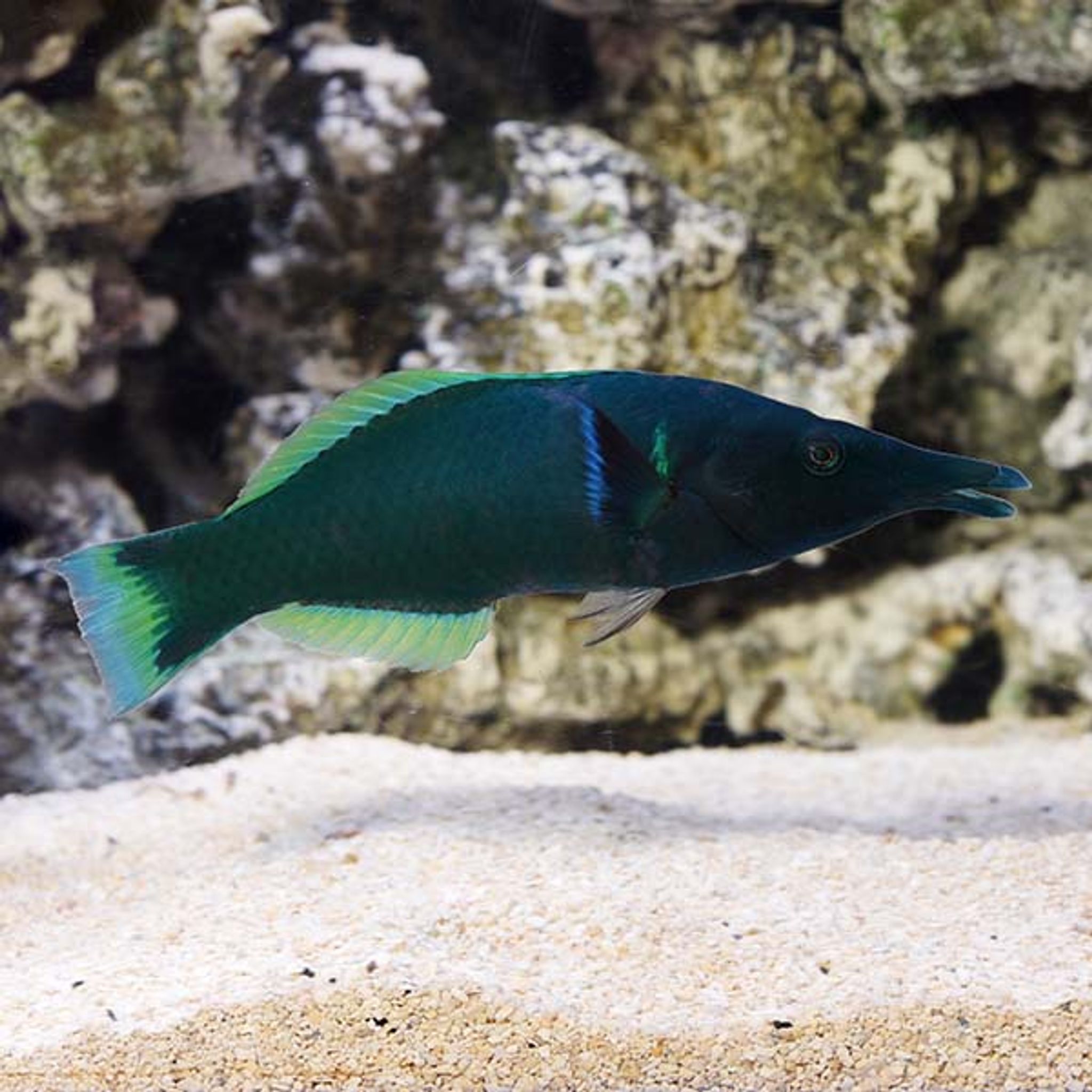 Bird Wrasse