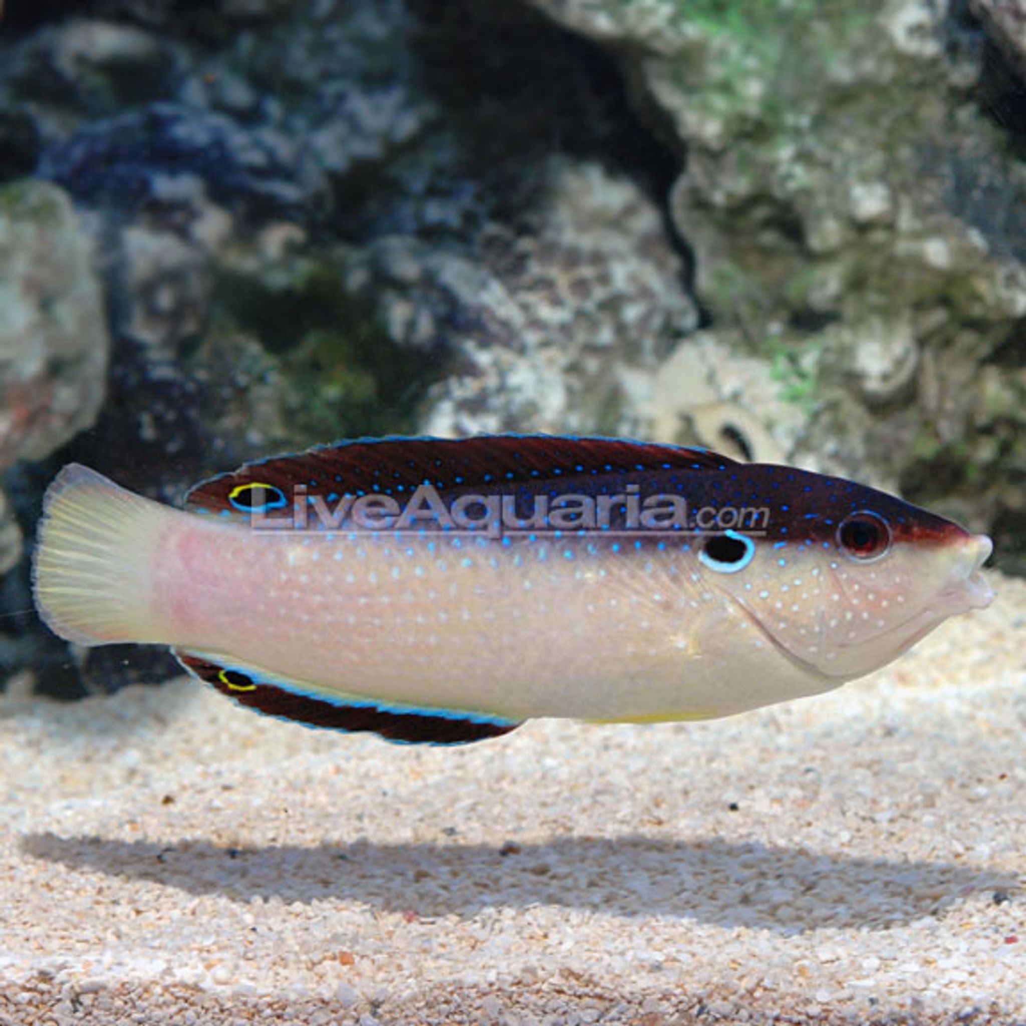 Black-backed Wrasse EXPERT ONLY (Anampses neoguinaicus)