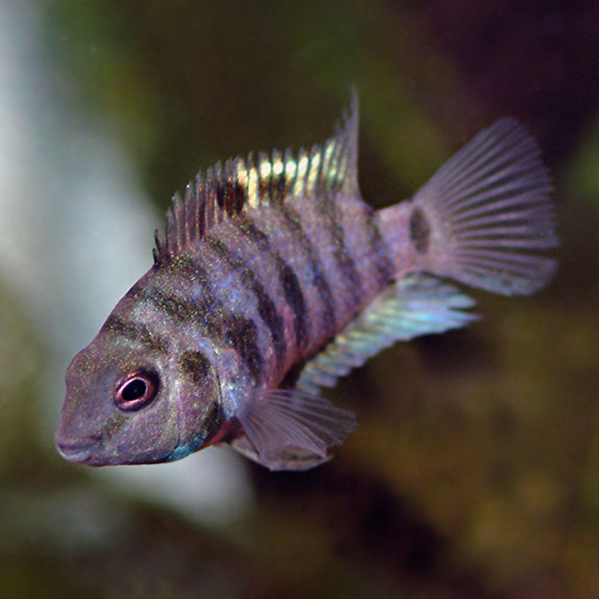 What Do Convict Cichlid Eat? A Practical Feeding Guide