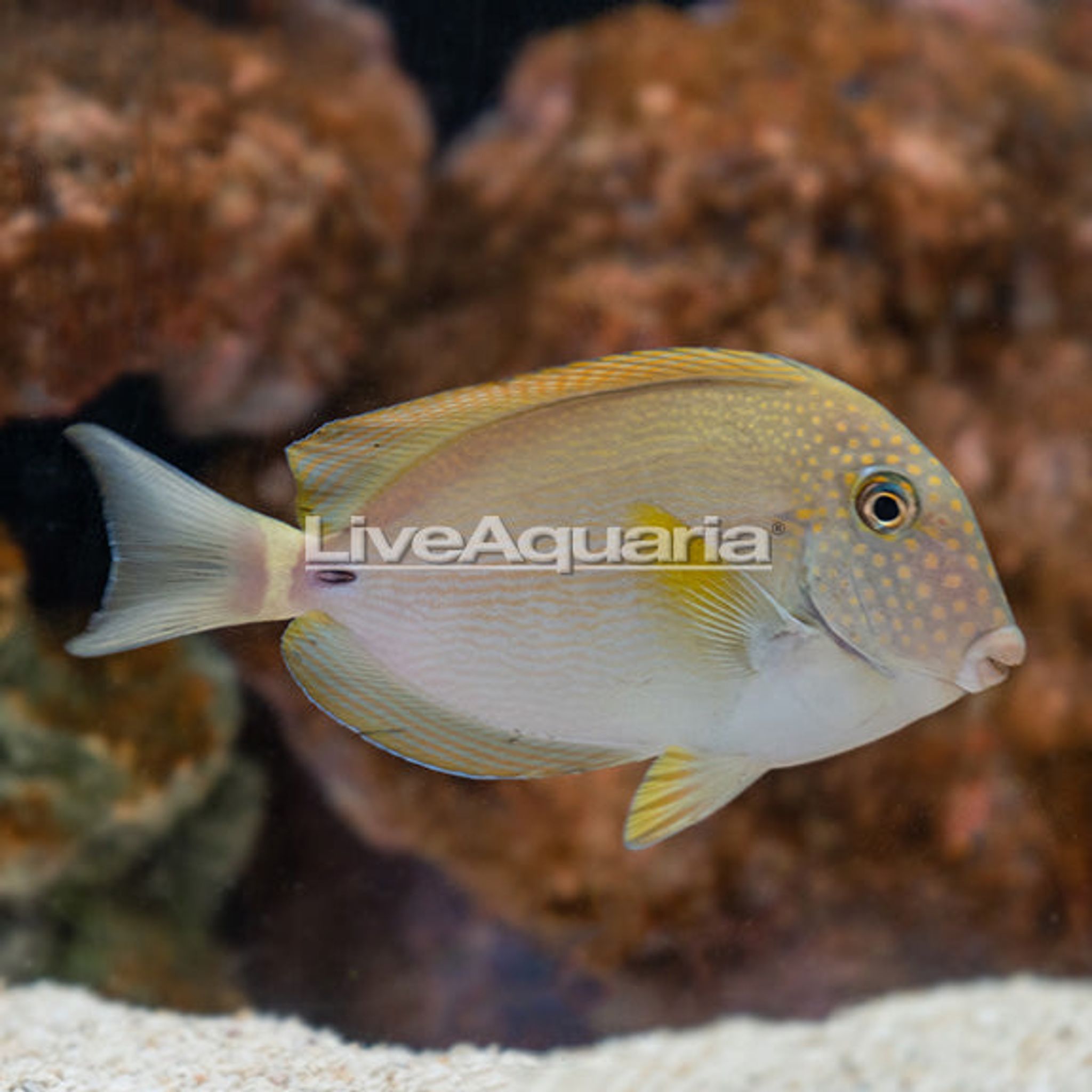 Black-Eared Tang (Acanthurus maculiceps)