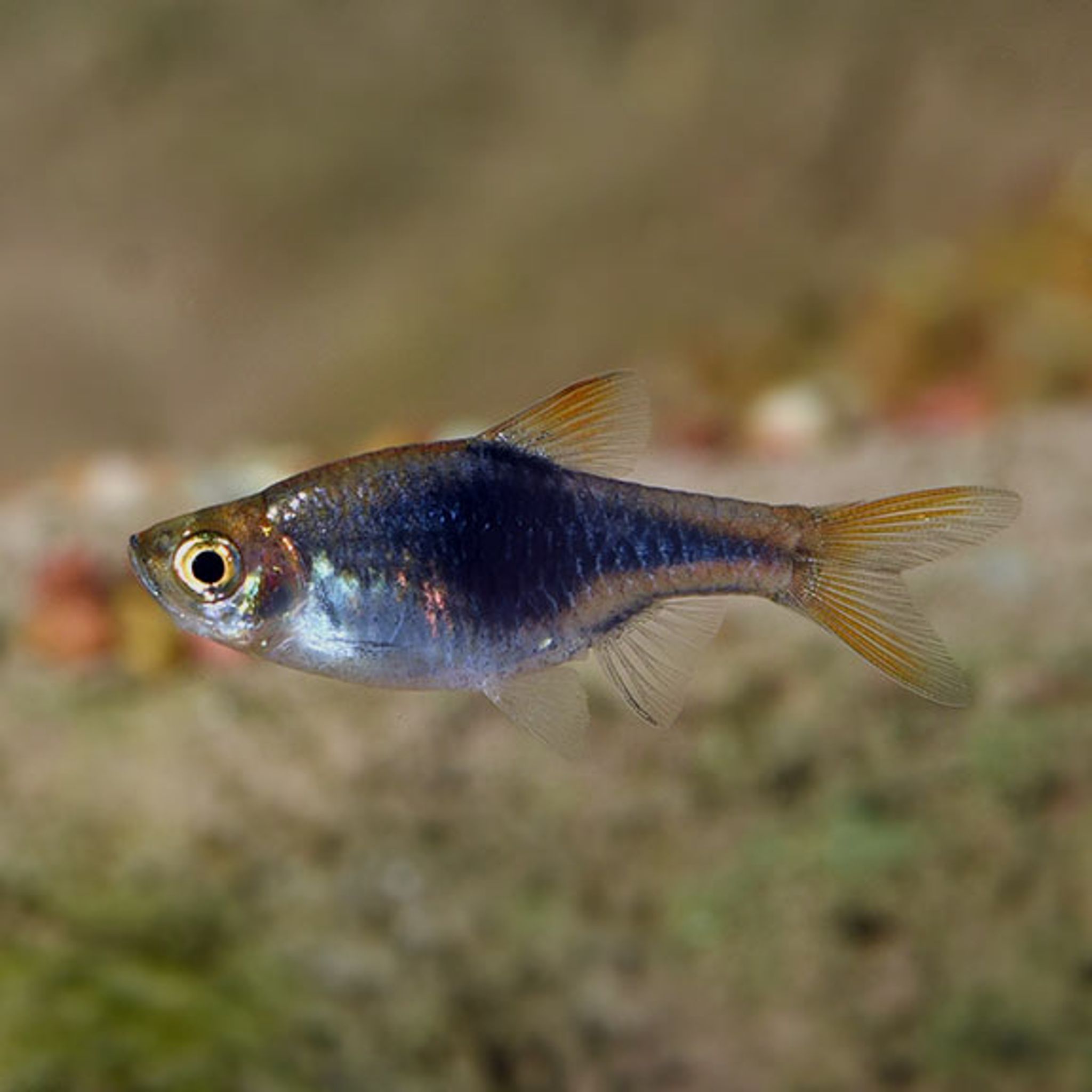 What Do Harlequin Rasbora Eat? A Practical Feeding Guide