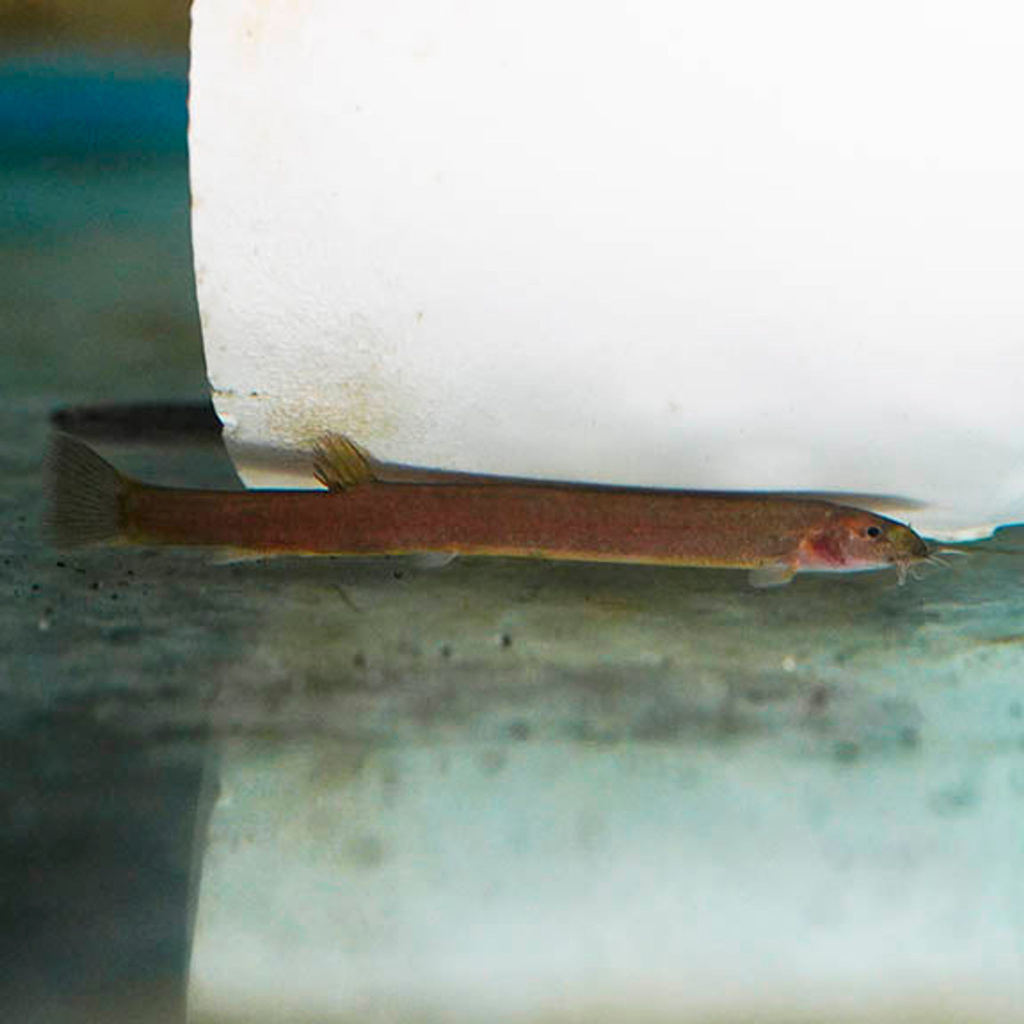 Black Kuhlii Loach 3" WYSIWYG