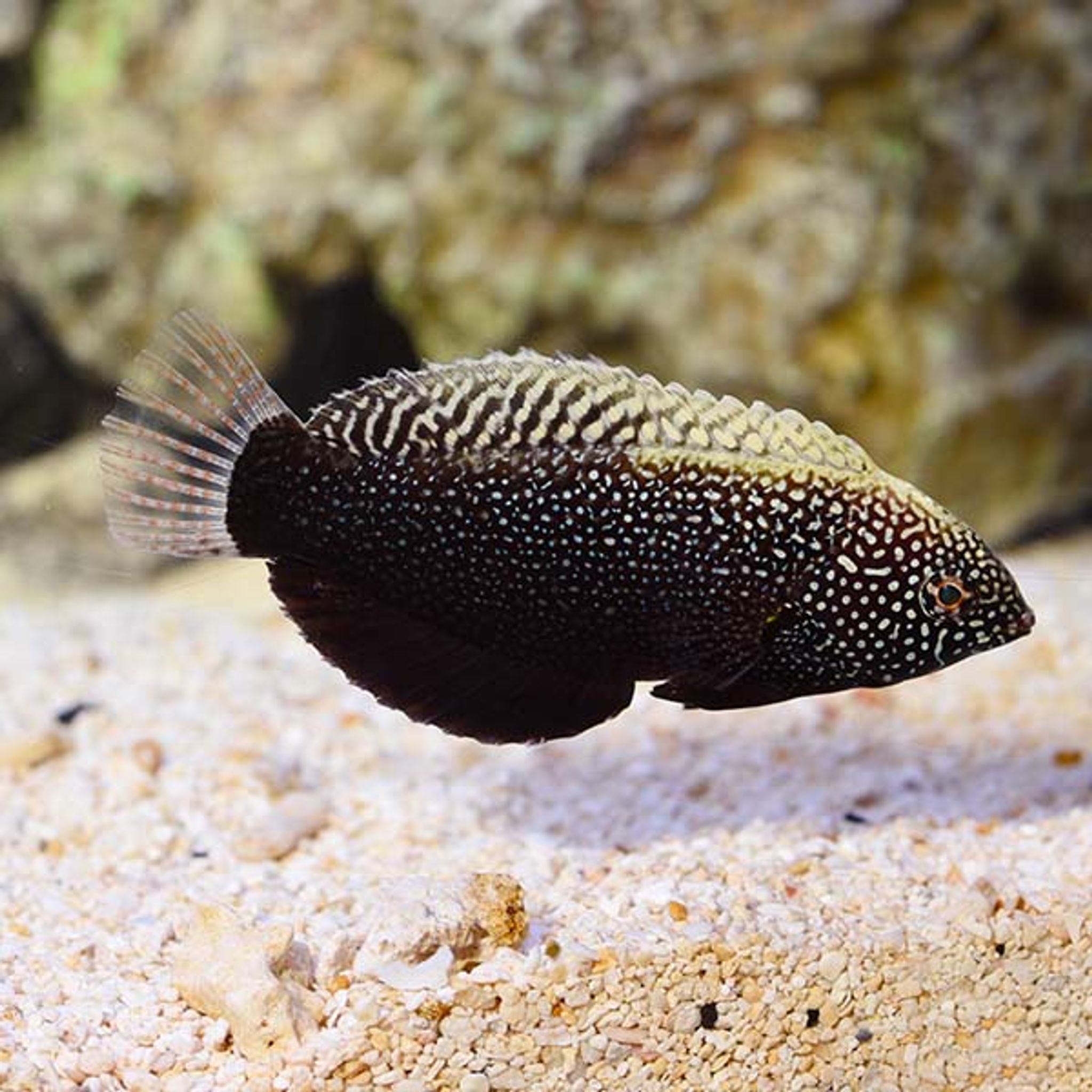 Black Leopard Wrasse EXPERT ONLY (Macropharyngodon negrosensis)