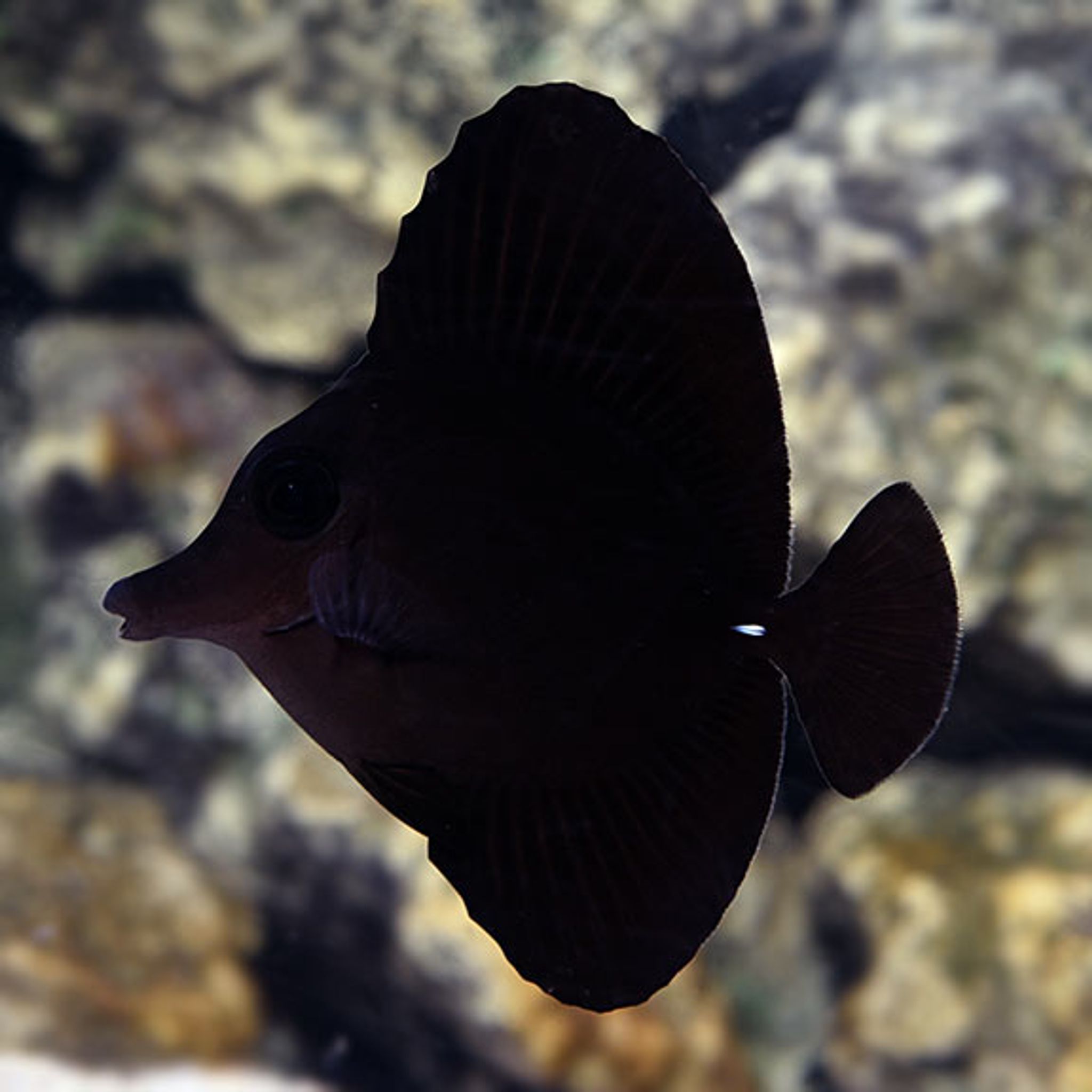 Black Longnose Tang (Zebrasoma rostratum)