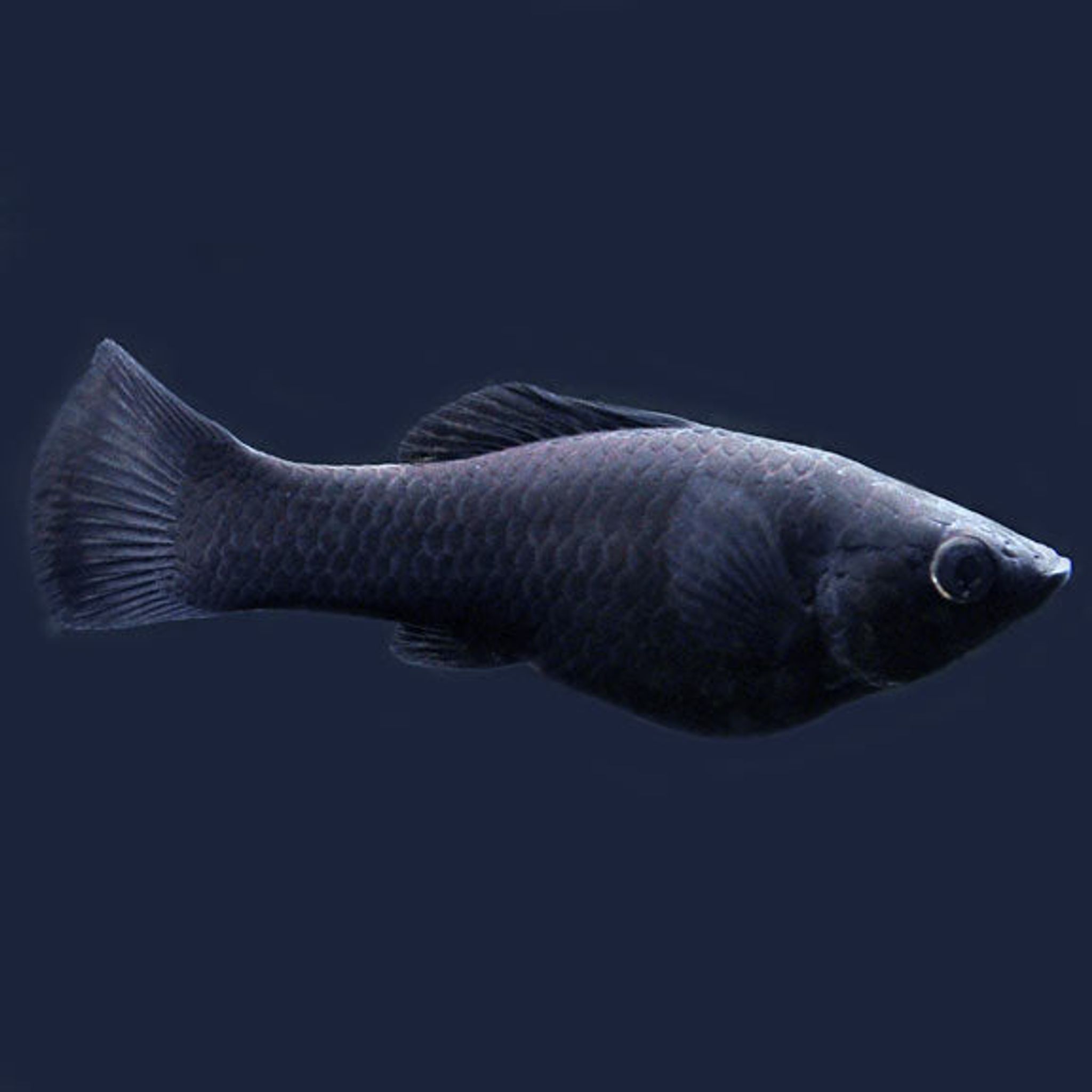 Black Molly (Poecilia latipinna)