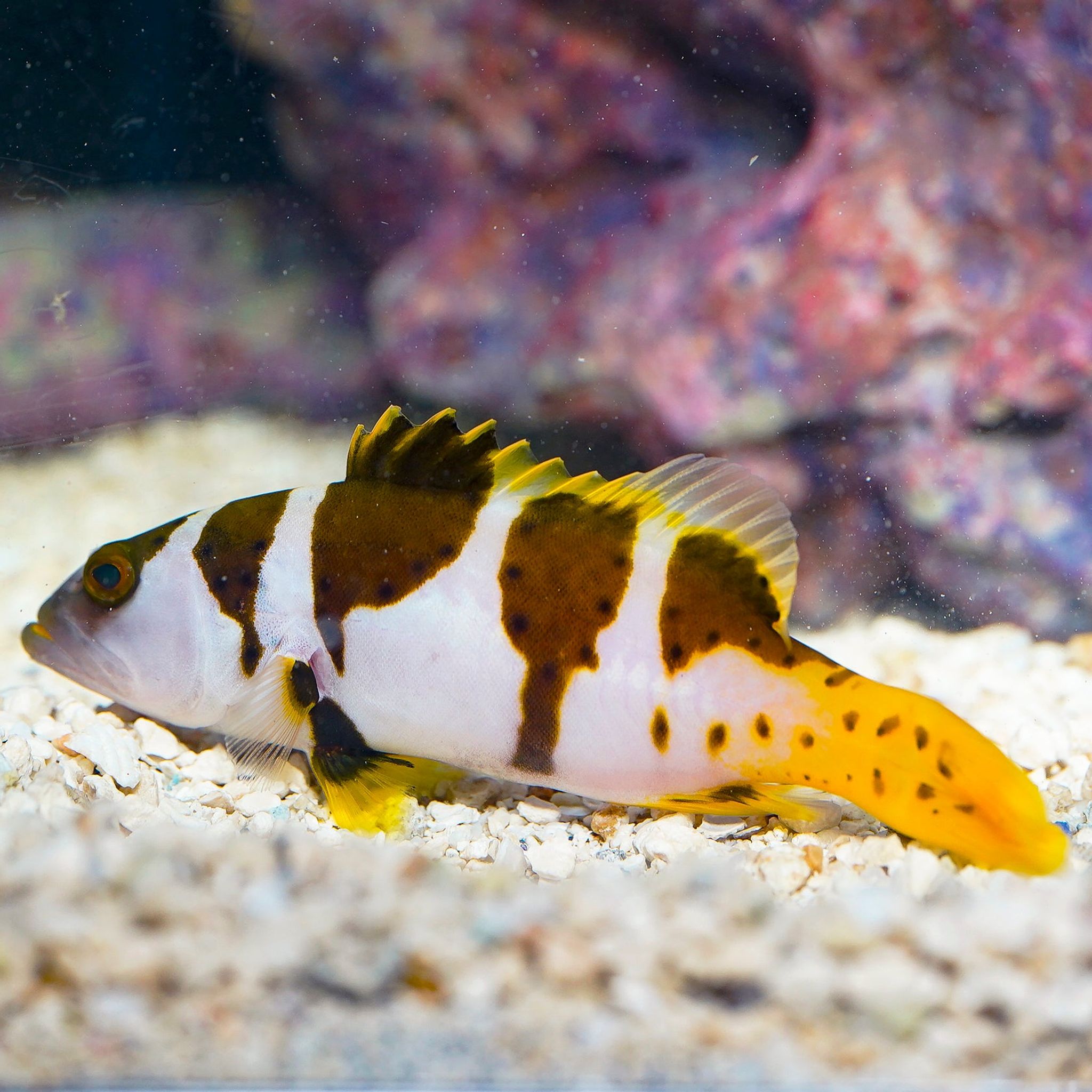 Black Saddle Grouper (Plectropomus laevis)