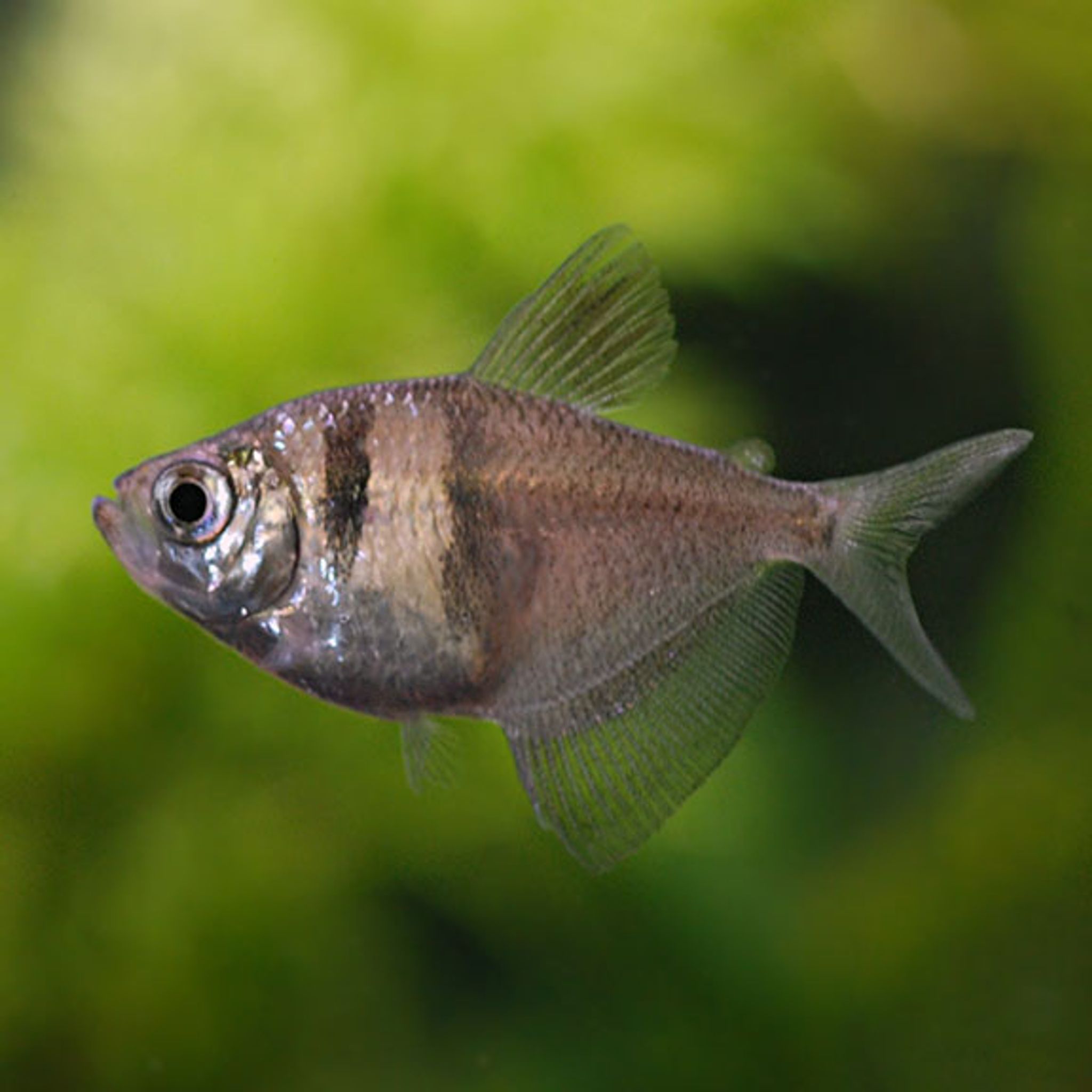 What Do Black Skirt Tetra Eat? A Practical Feeding Guide