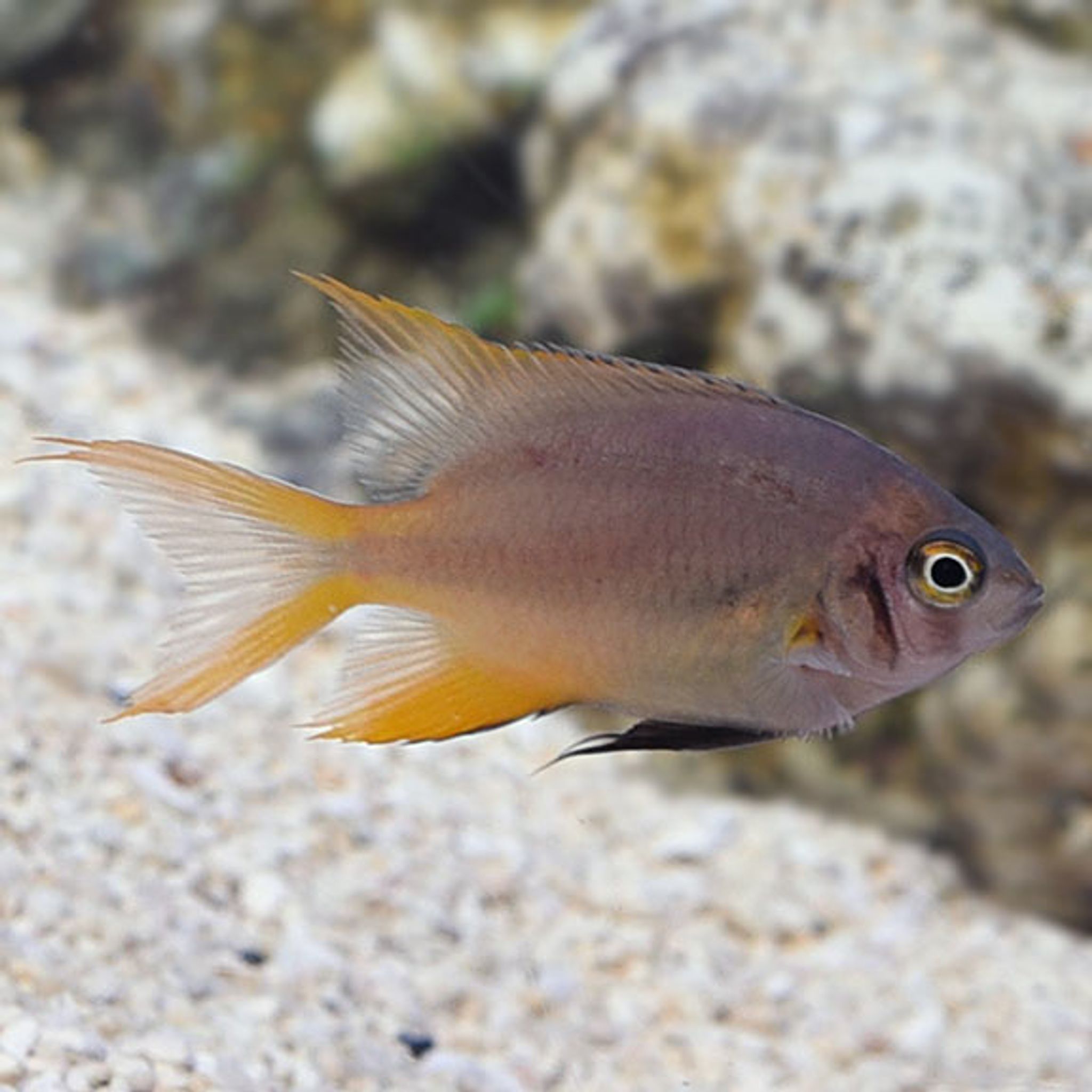 Blackmouth Bicolor Chromis