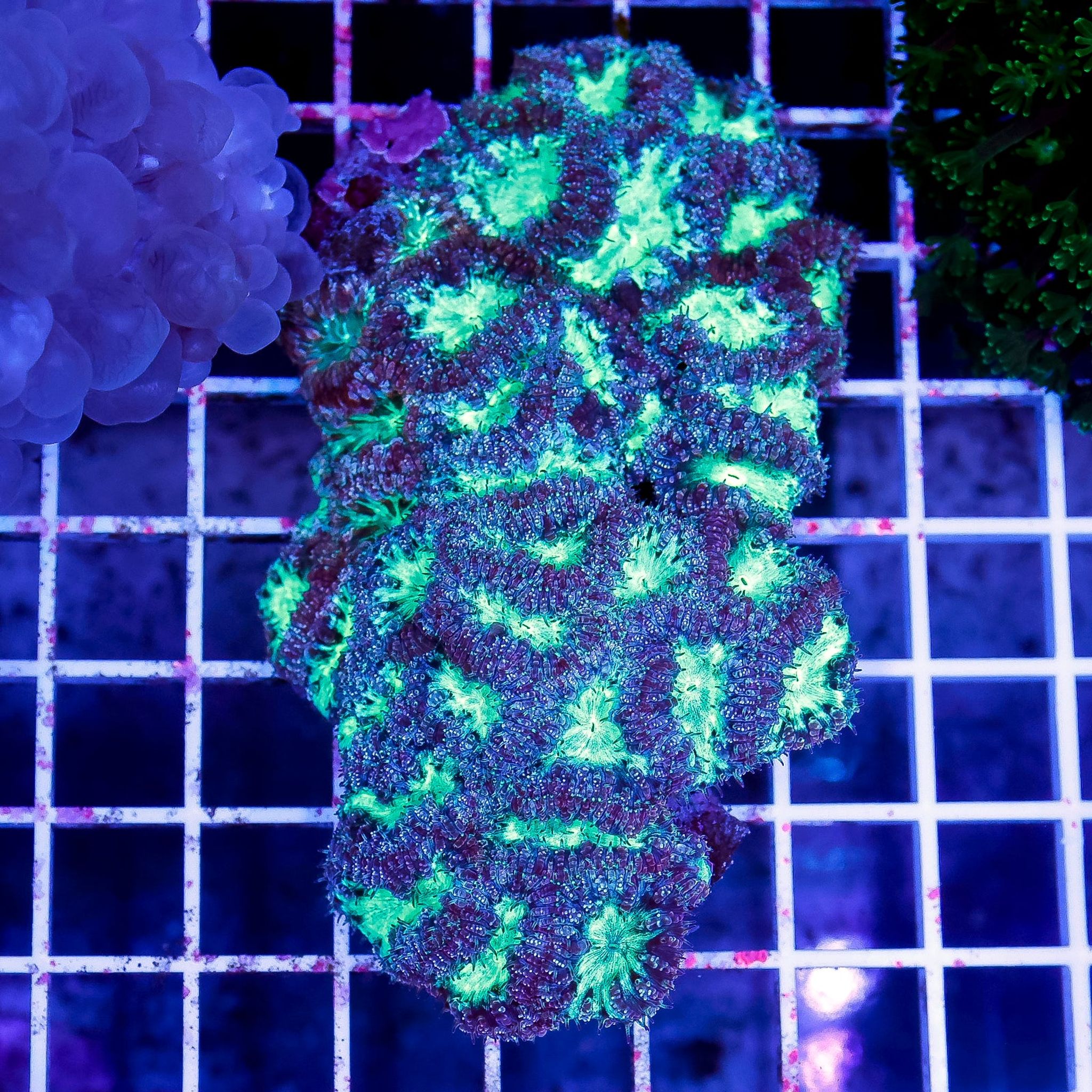 Common Blastomussa Problems: Tissue Loss, Fading, Pests and Recovery