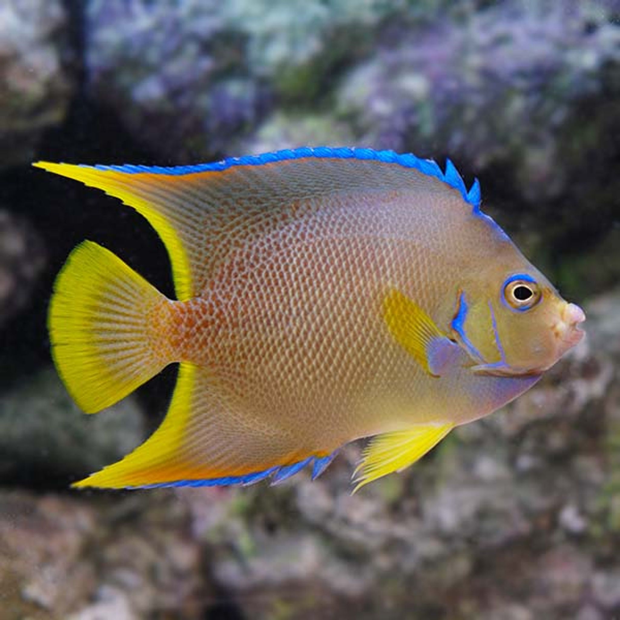 Blue Angelfish (Holacanthus bermudensis)