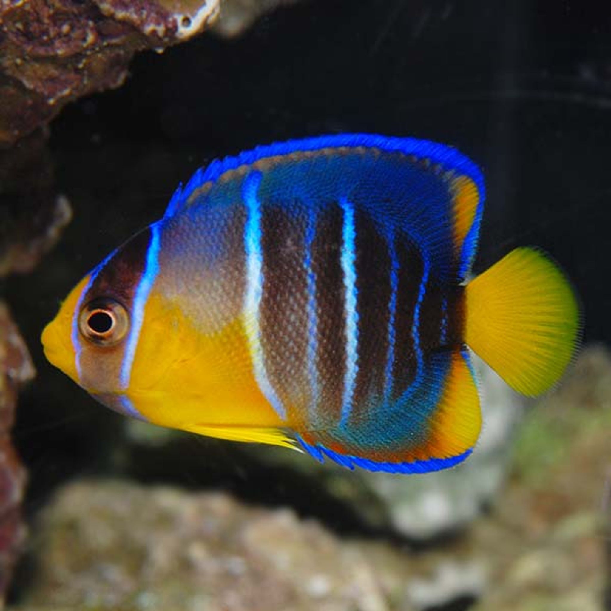 Blue Angelfish (Holacanthus bermudensis)