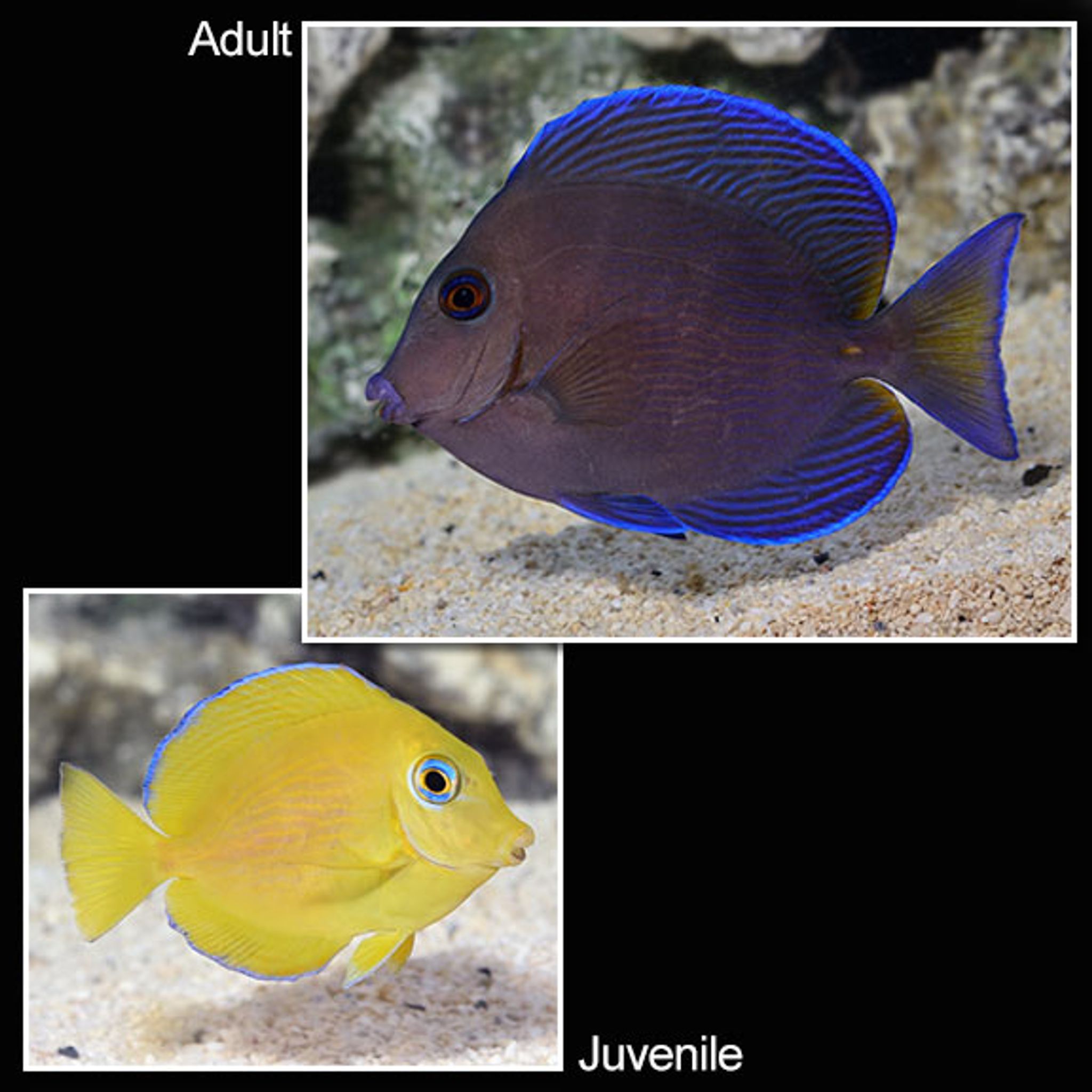 Blue Caribbean Tang (Acanthurus coeruleus)
