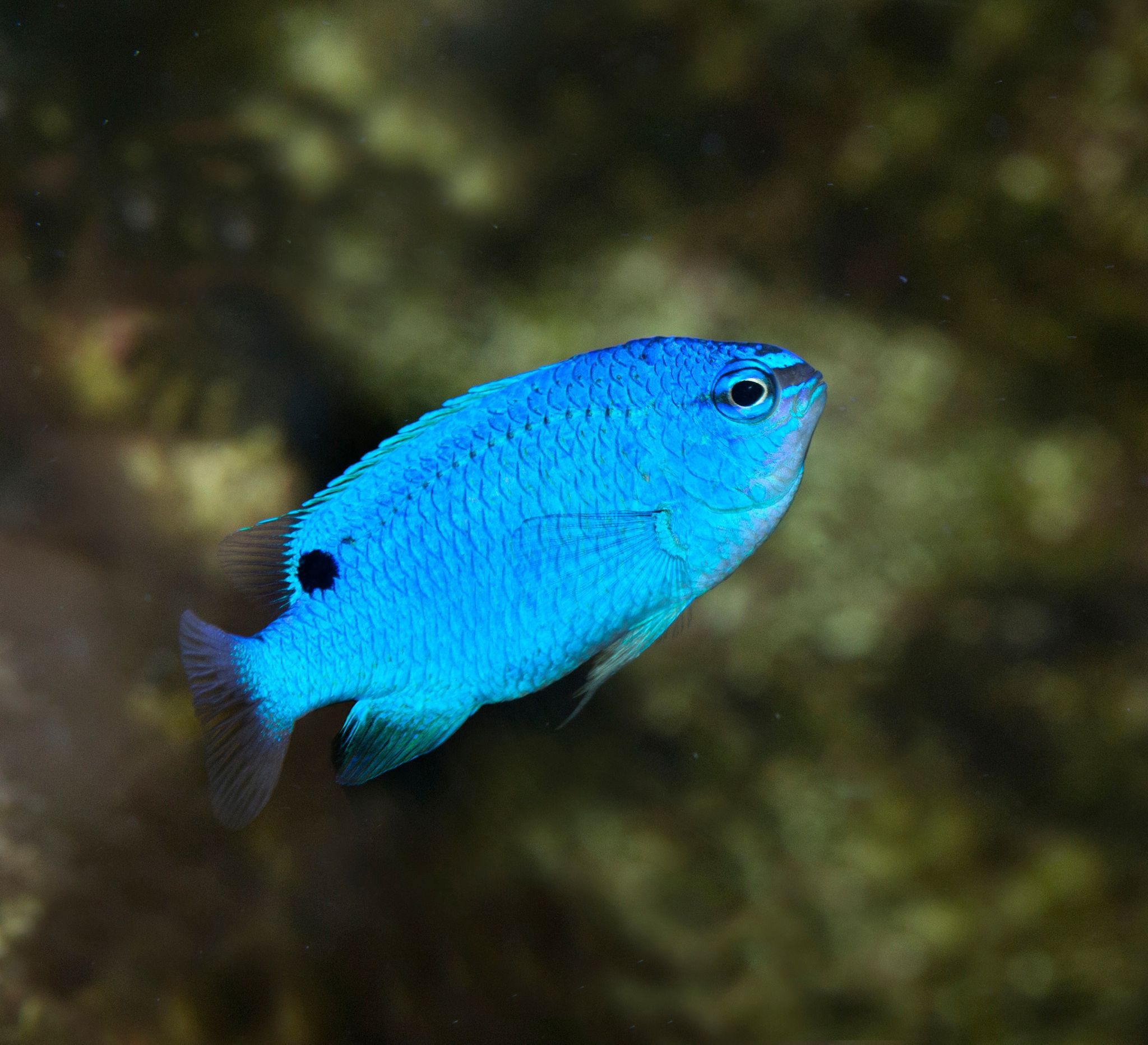 Blue Damselfish