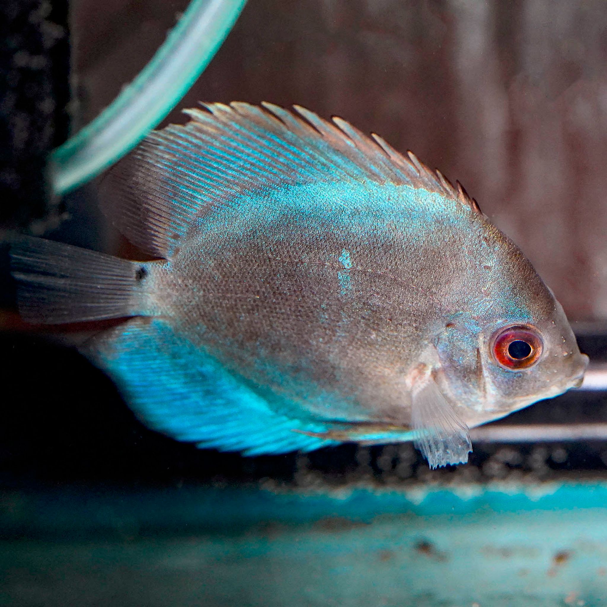 Blue Diamond Discus 3" WYSIWYG