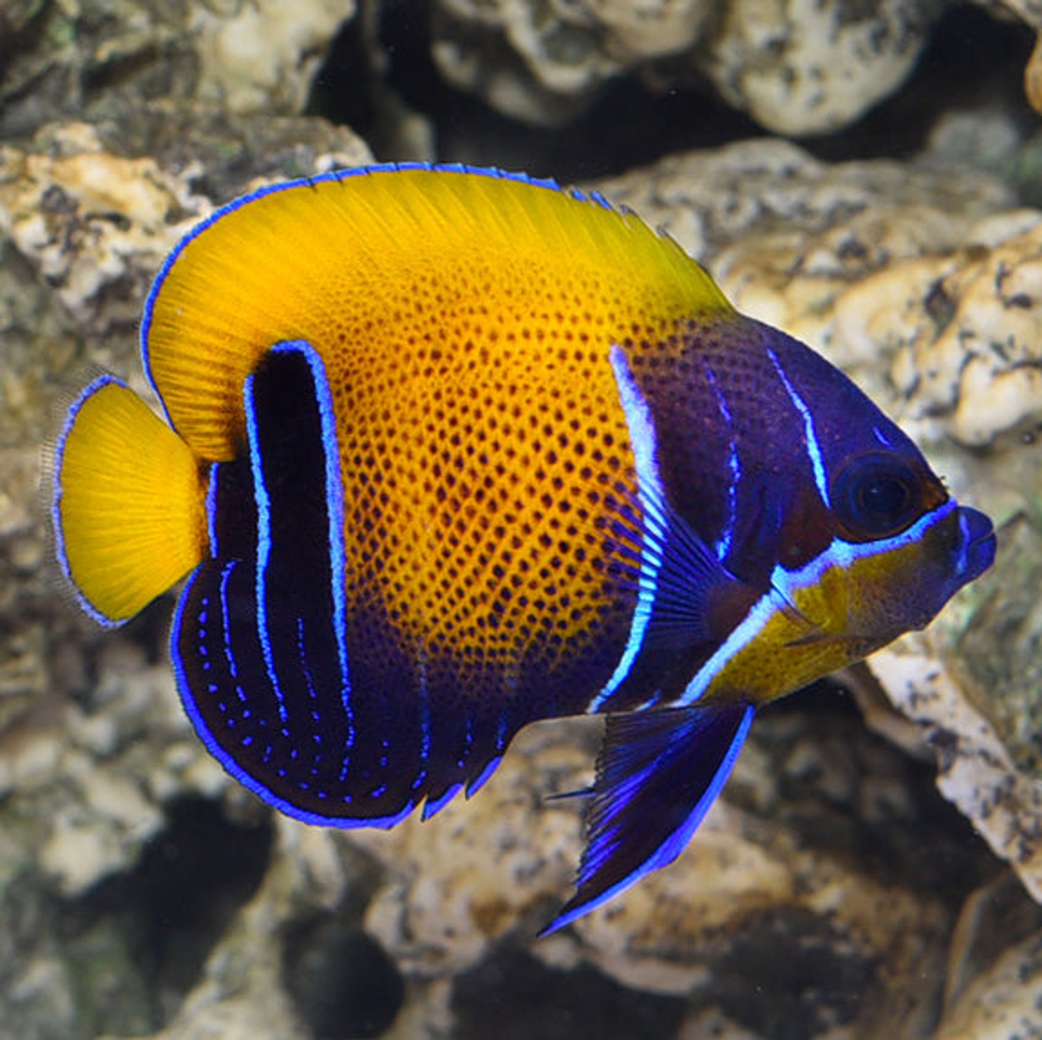 Blue Girdled Angelfish