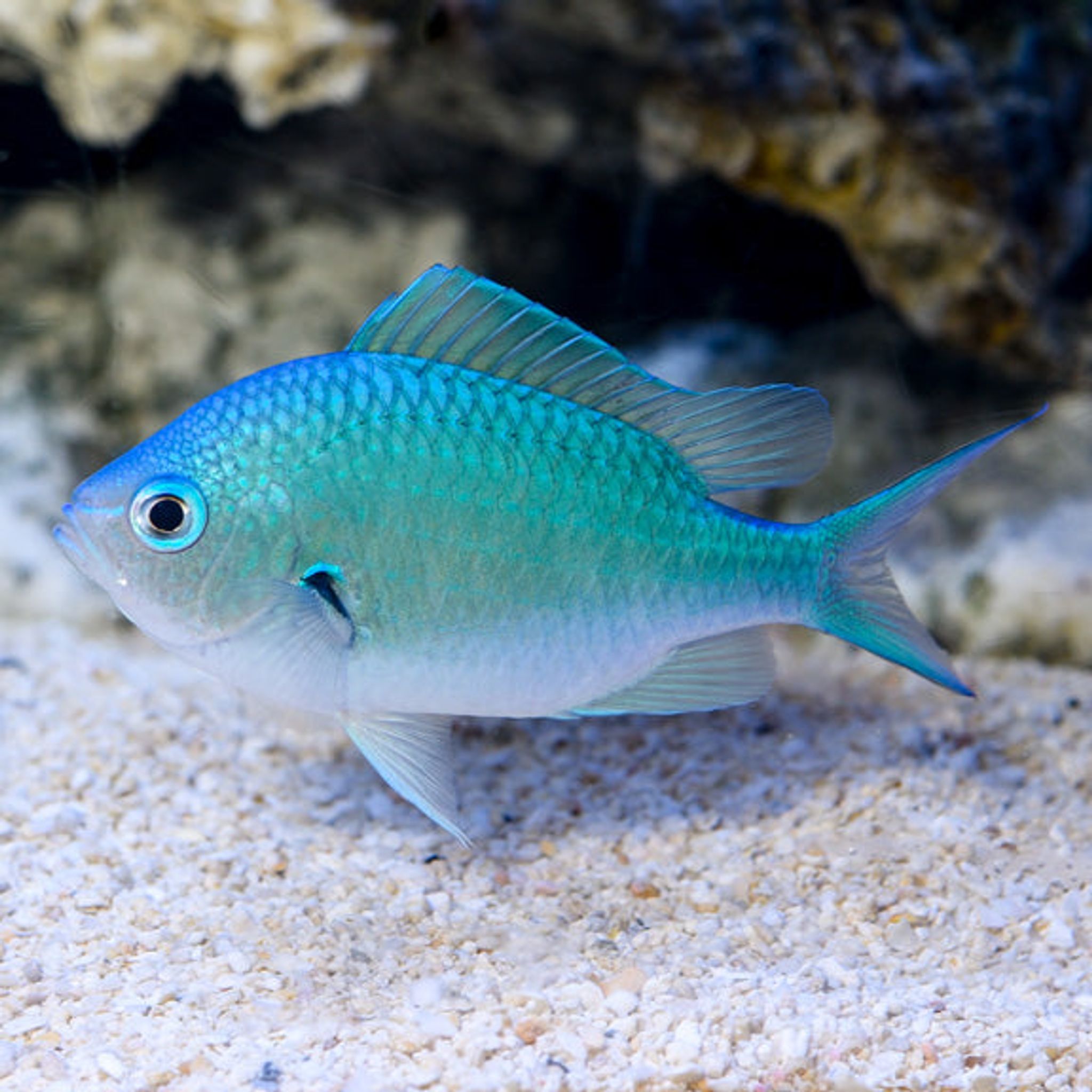 How to Feed Blue-Green Chromis: Foods, Frequency and Common Feeding Problems