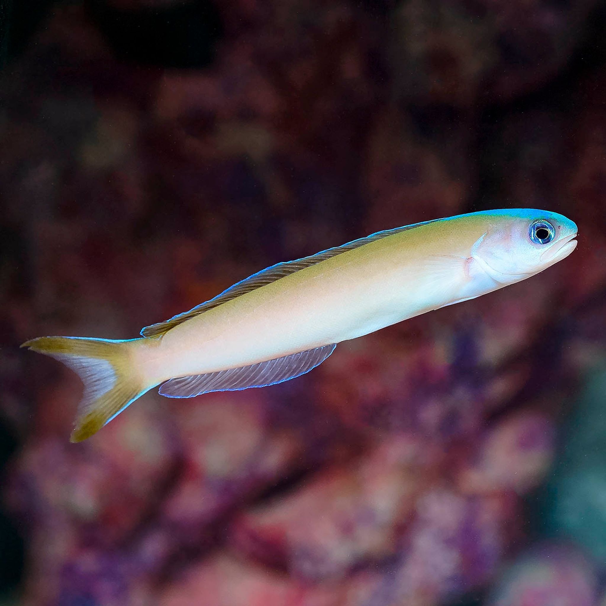 Dusky Tilefish 4.75" WYSIWYG