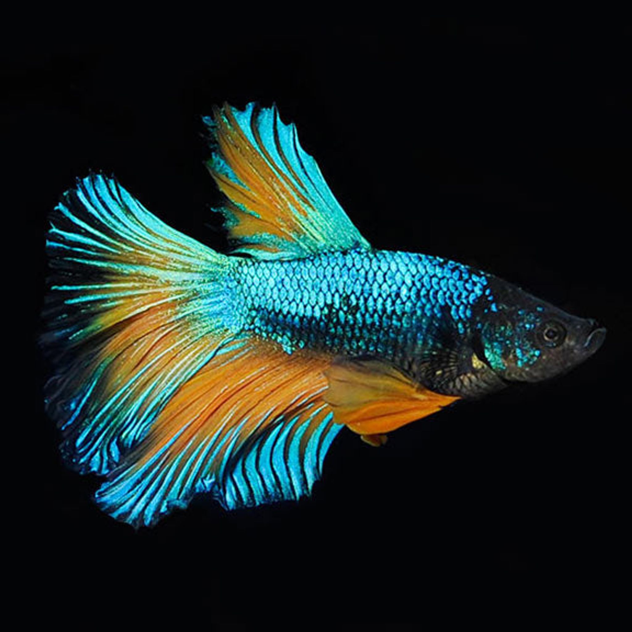 Blue Mustard Betta, Male