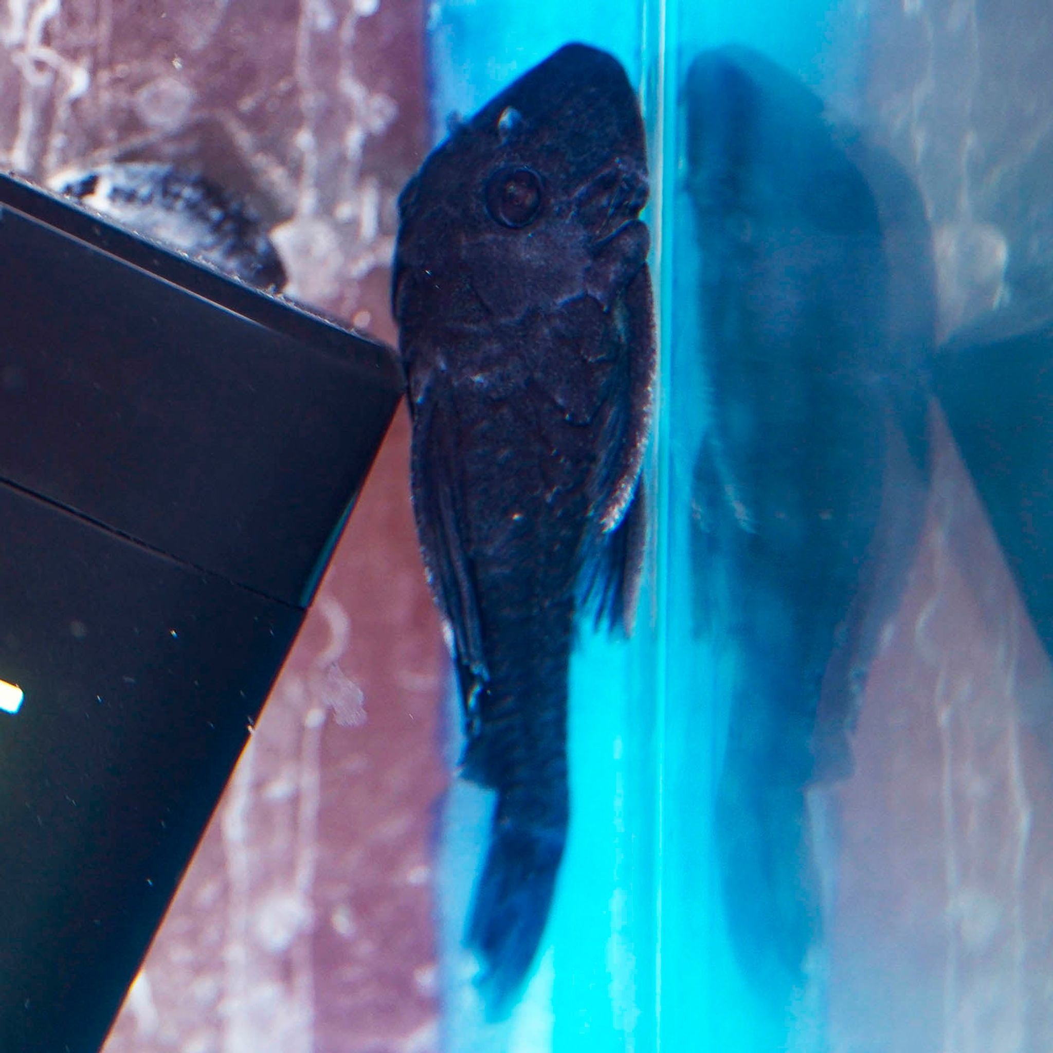 Blue Panaque (L-239) Plecostomus 2" WYSIWYG