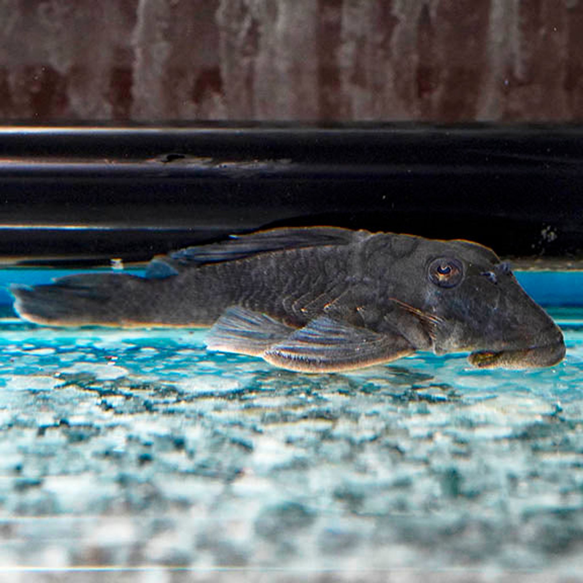 Blue Panaque (L-239) Plecostomus 3.25" WYSIWYG