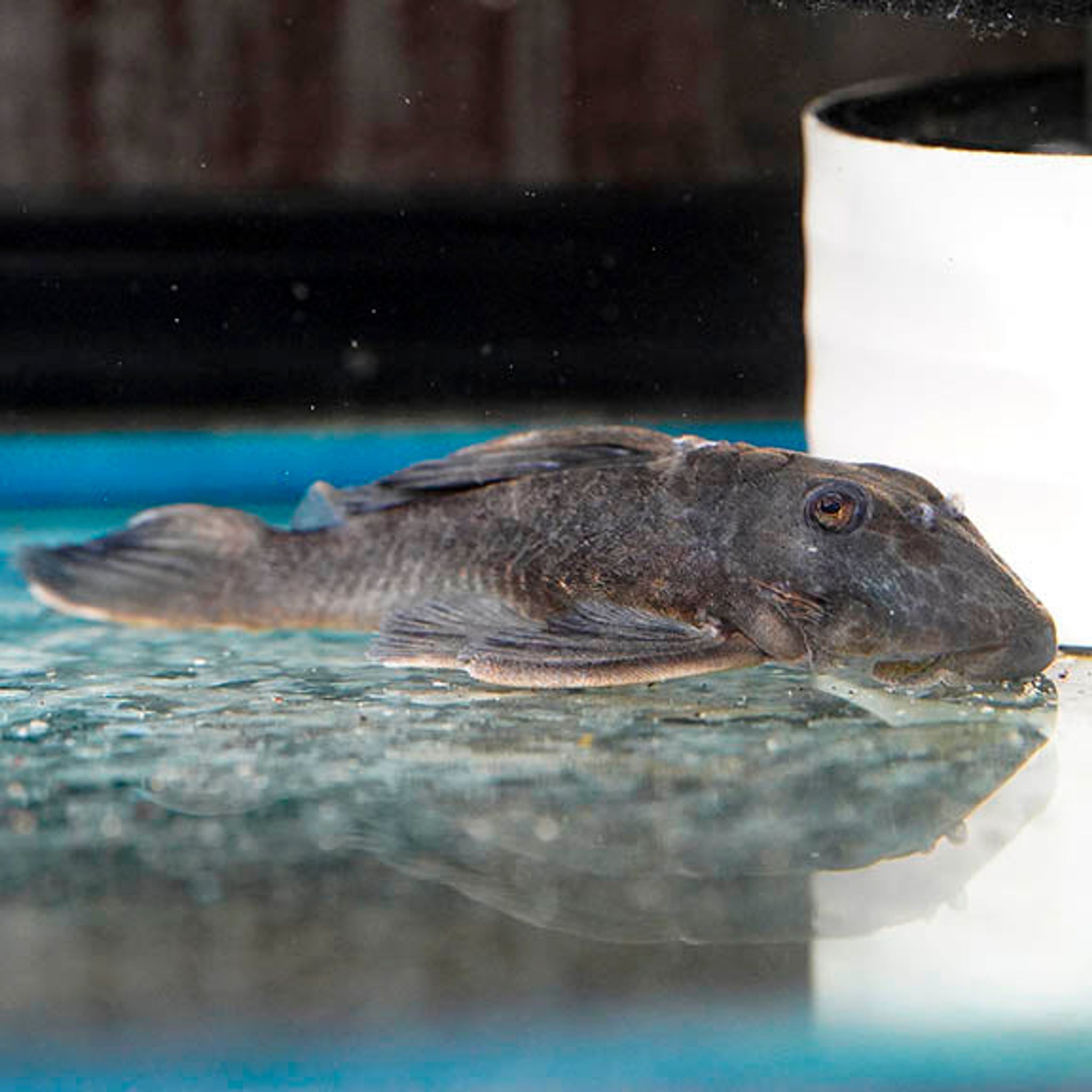 Blue Panaque (L-239) Plecostomus 4" WYSIWYG