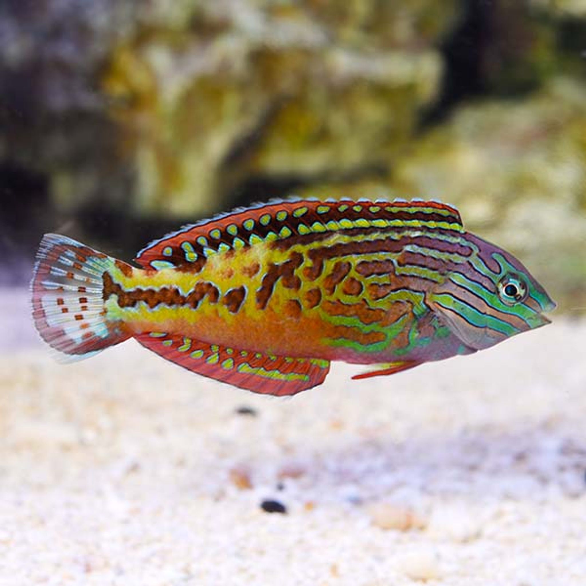 How to Feed Leopard Wrasse: Foods, Frequency and Common Feeding Problems