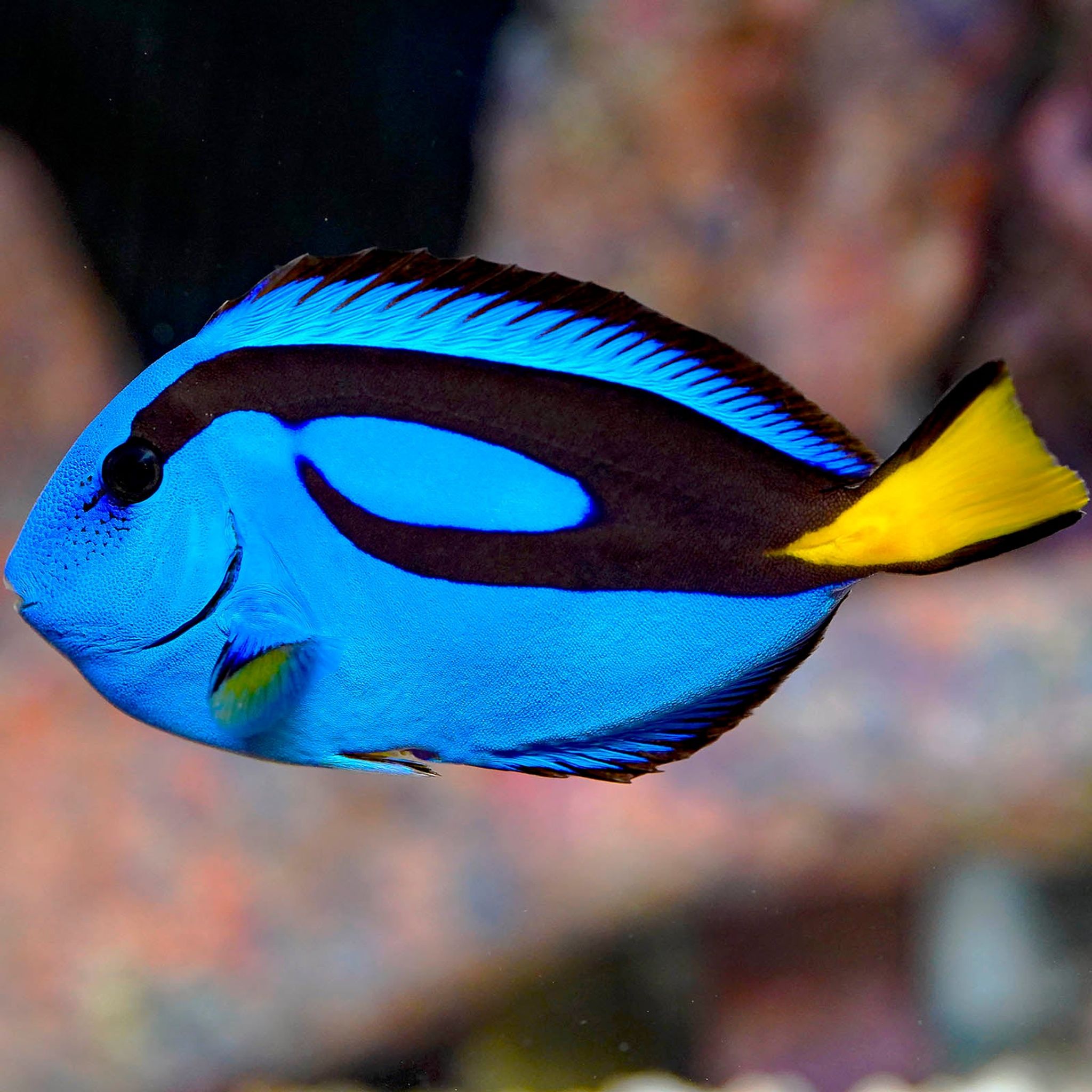 Blue Tang