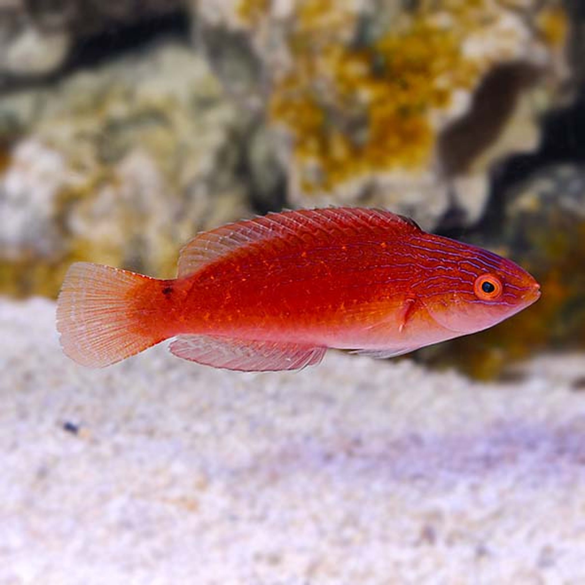 Blue Throat Fairy Wrasse