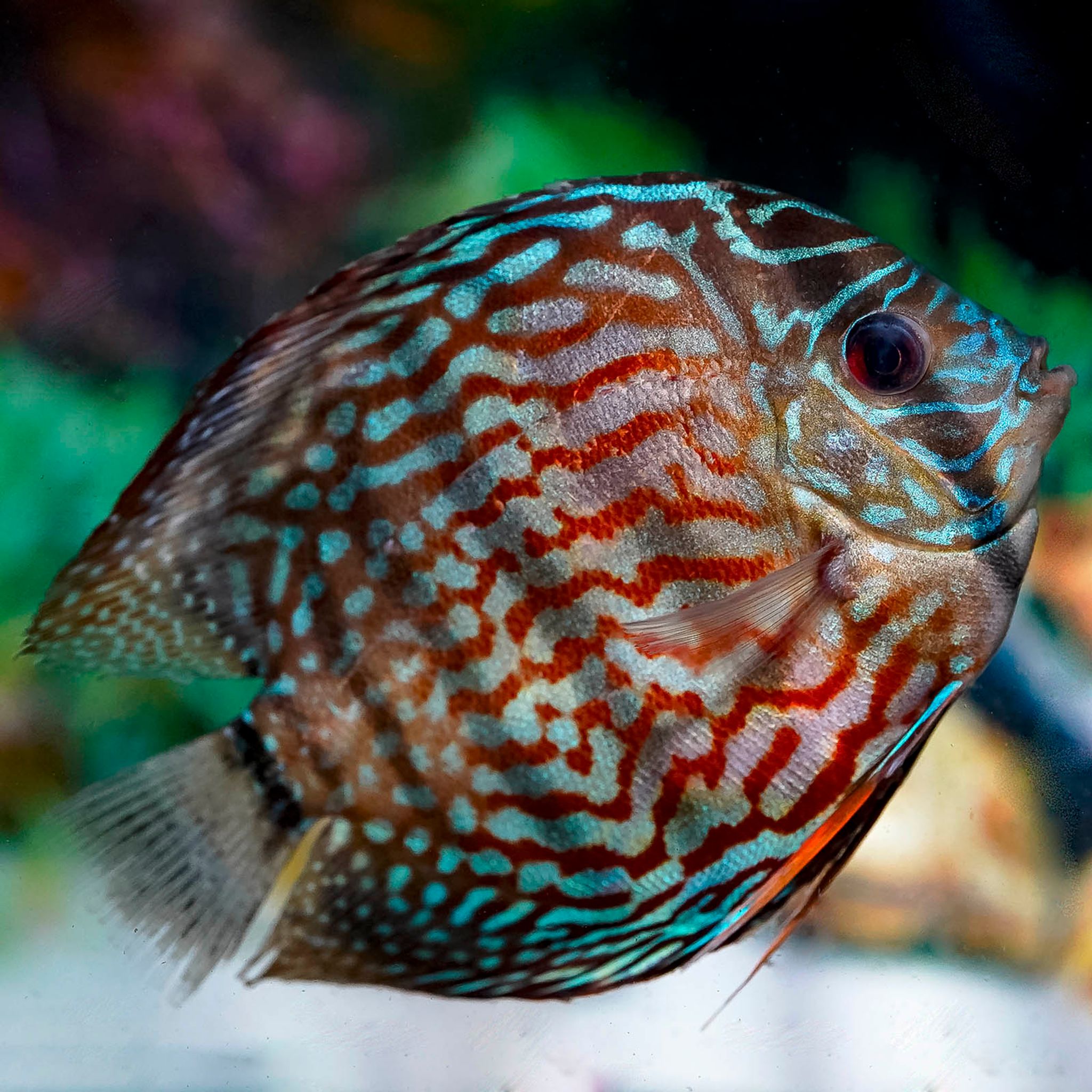Blue Turquoise Discus (Symphysodon spp.)