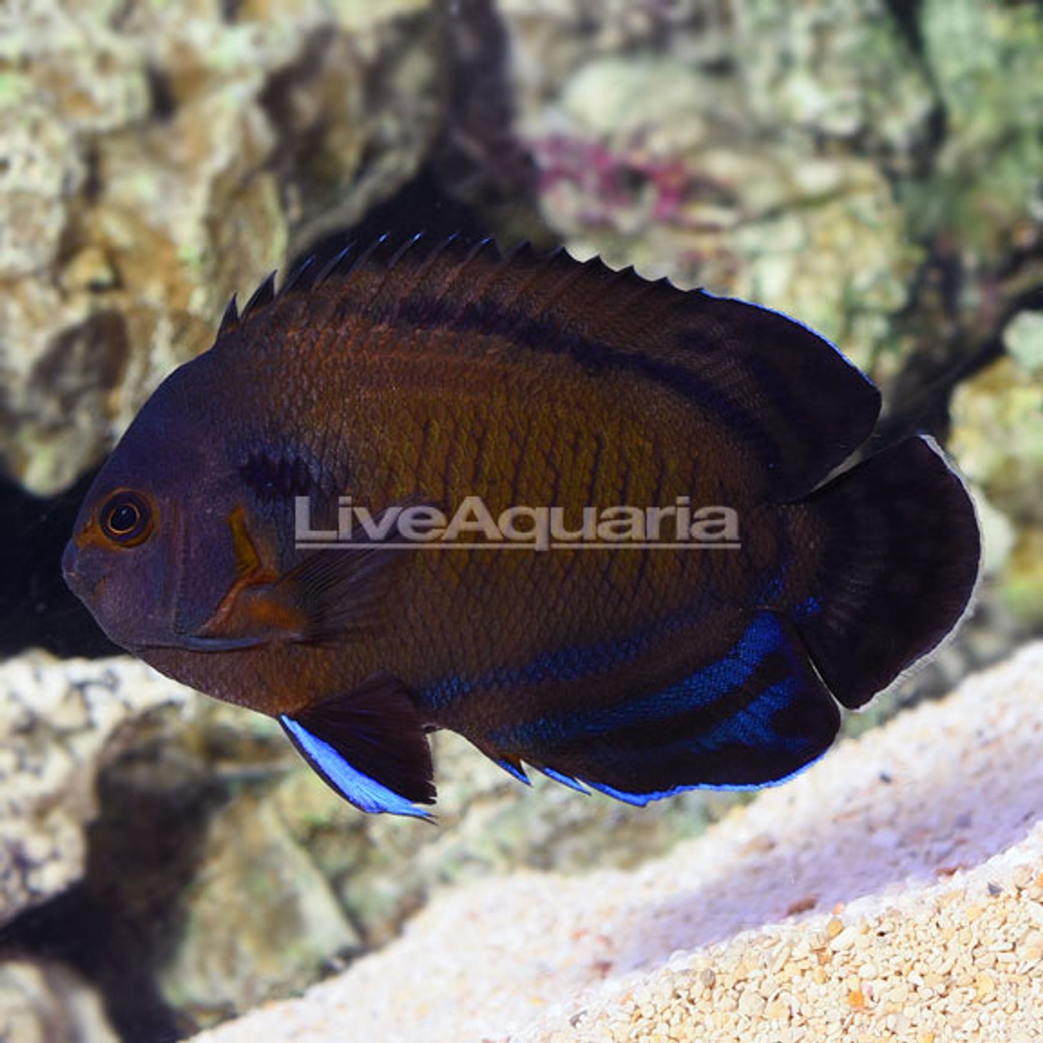 Bluefin Angelfish (Centropyge multispinis)