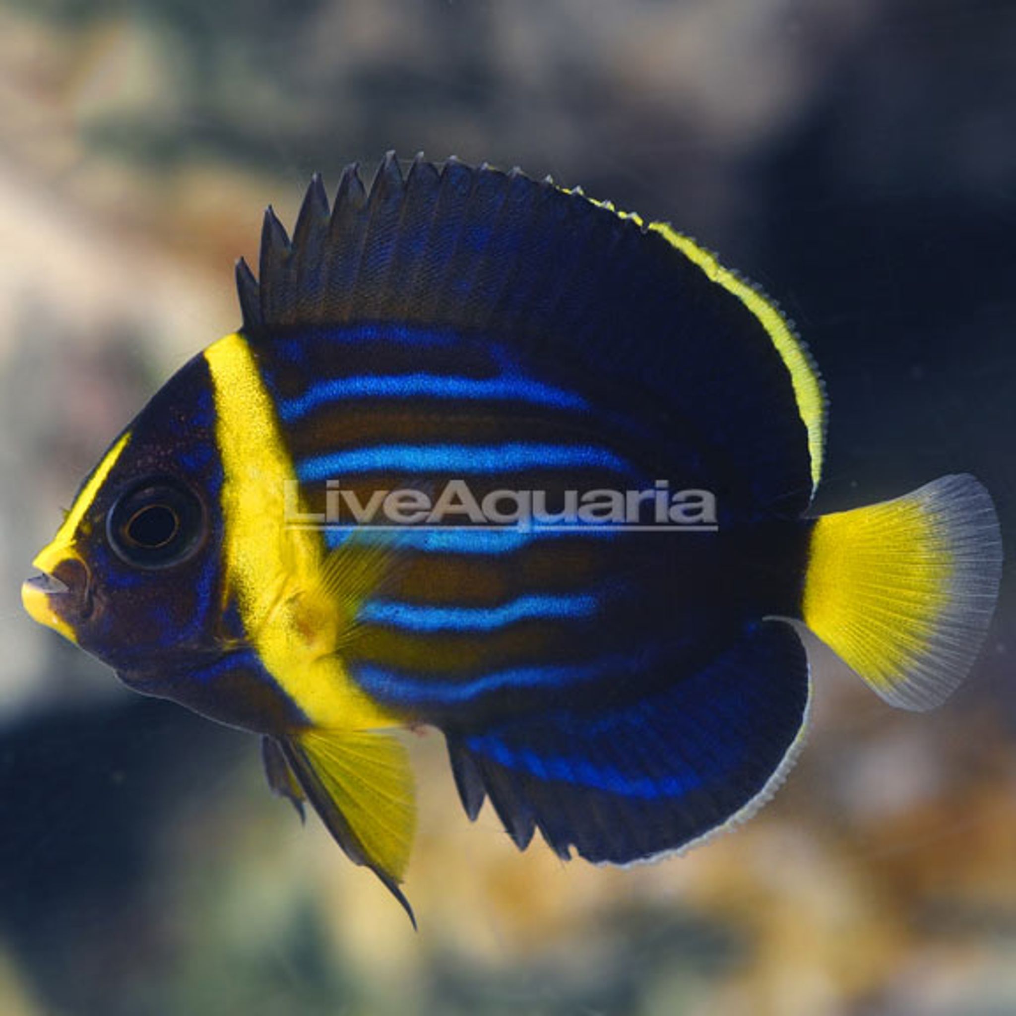 Blueline Angelfish, Captive-Bred (Chaetodontoplus septentrionalis)