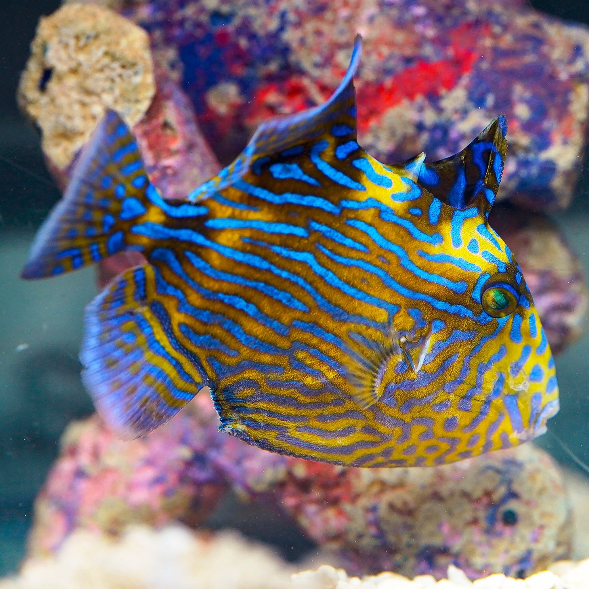 Bluelined Triggerfish 5" WYSIWYG