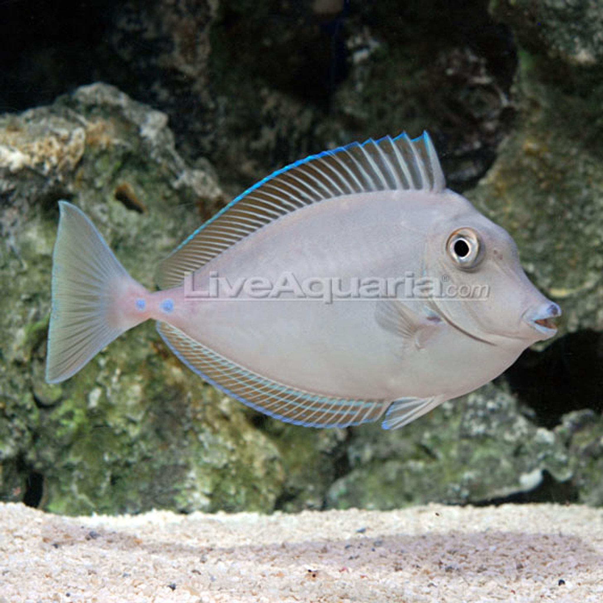 Bluespine Unicorn Tang (Naso unicornis)