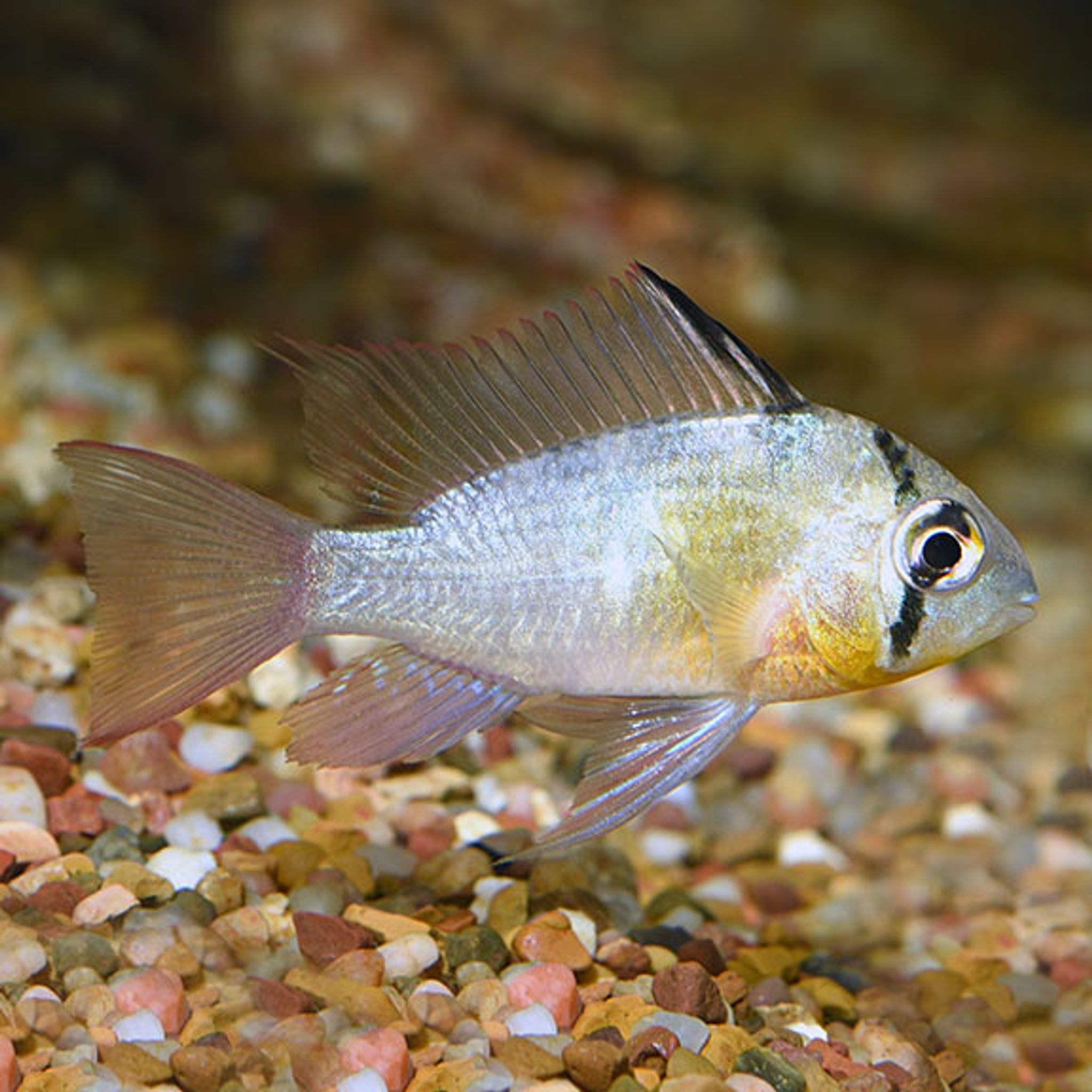 Bolivian Ram EXPERT ONLY