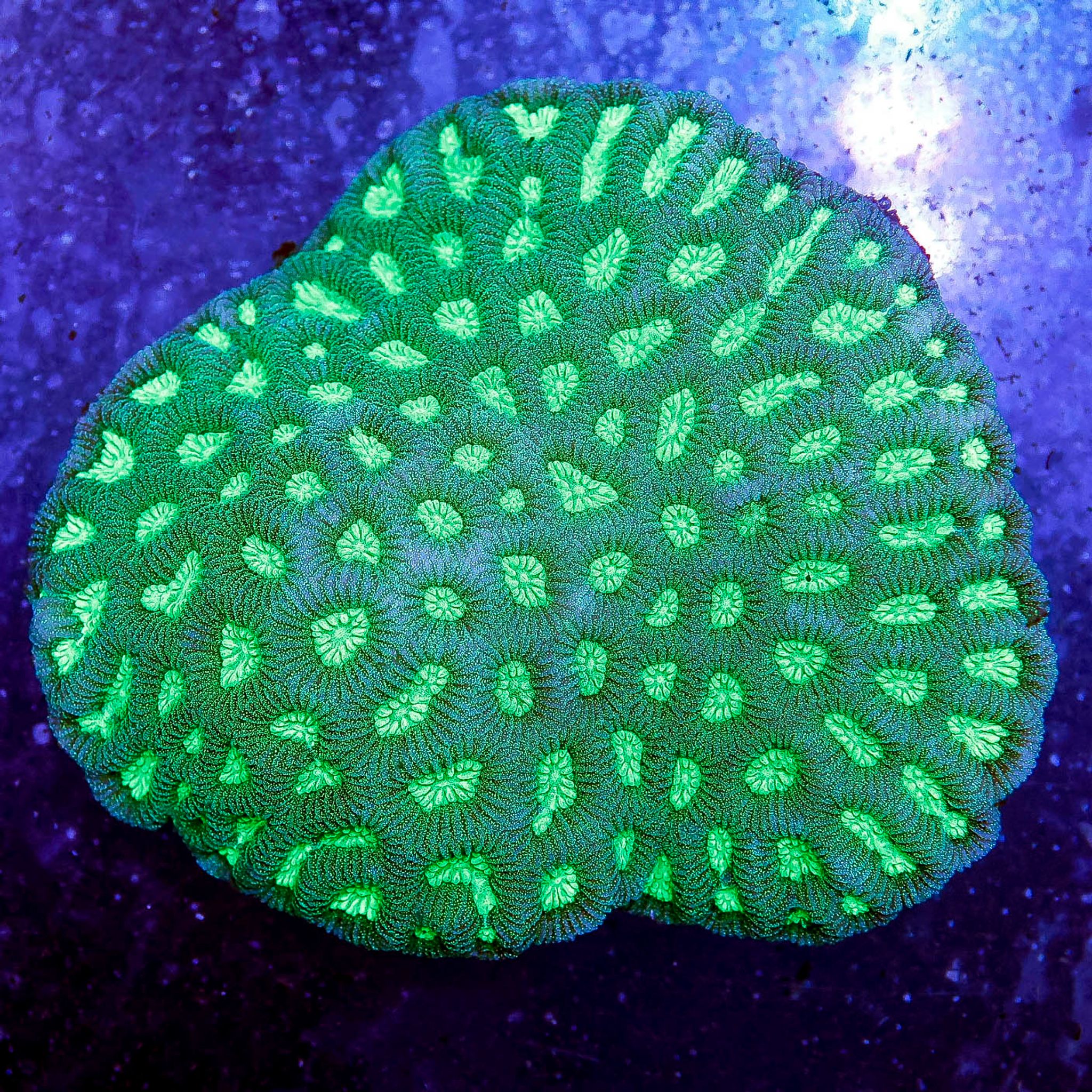 Brain Coral, Green 4" WYSIWYG