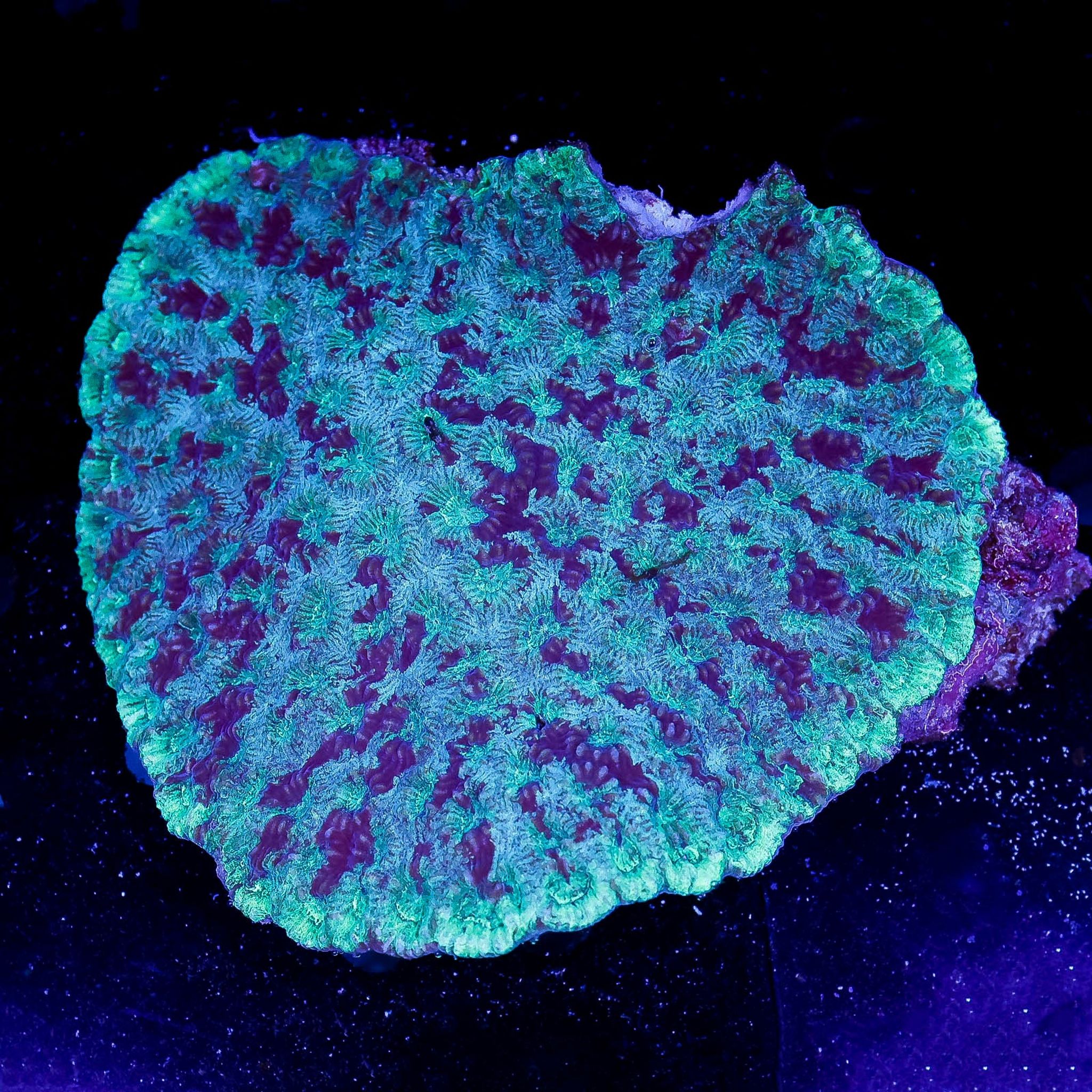Brain Coral, Green/Purple 4" WYSIWYG