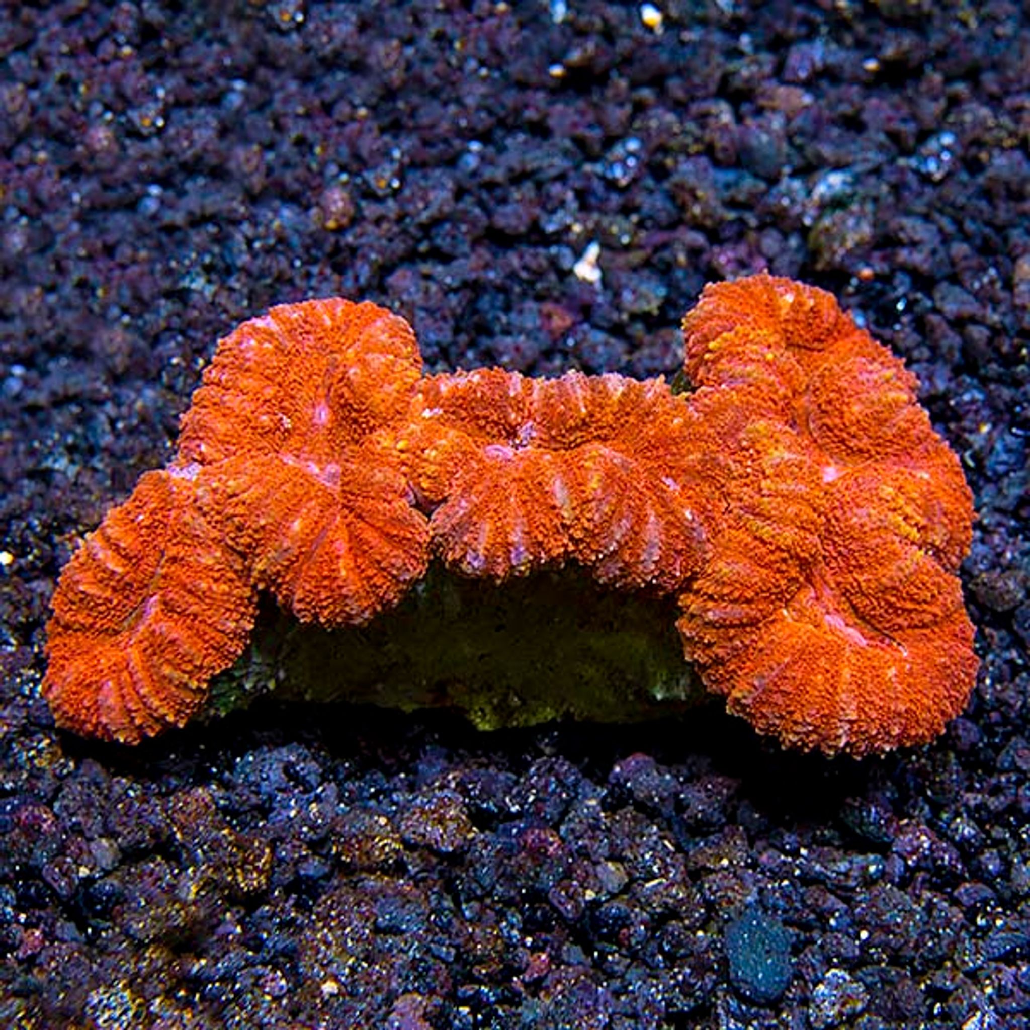 Brain Coral, Lobophyllia