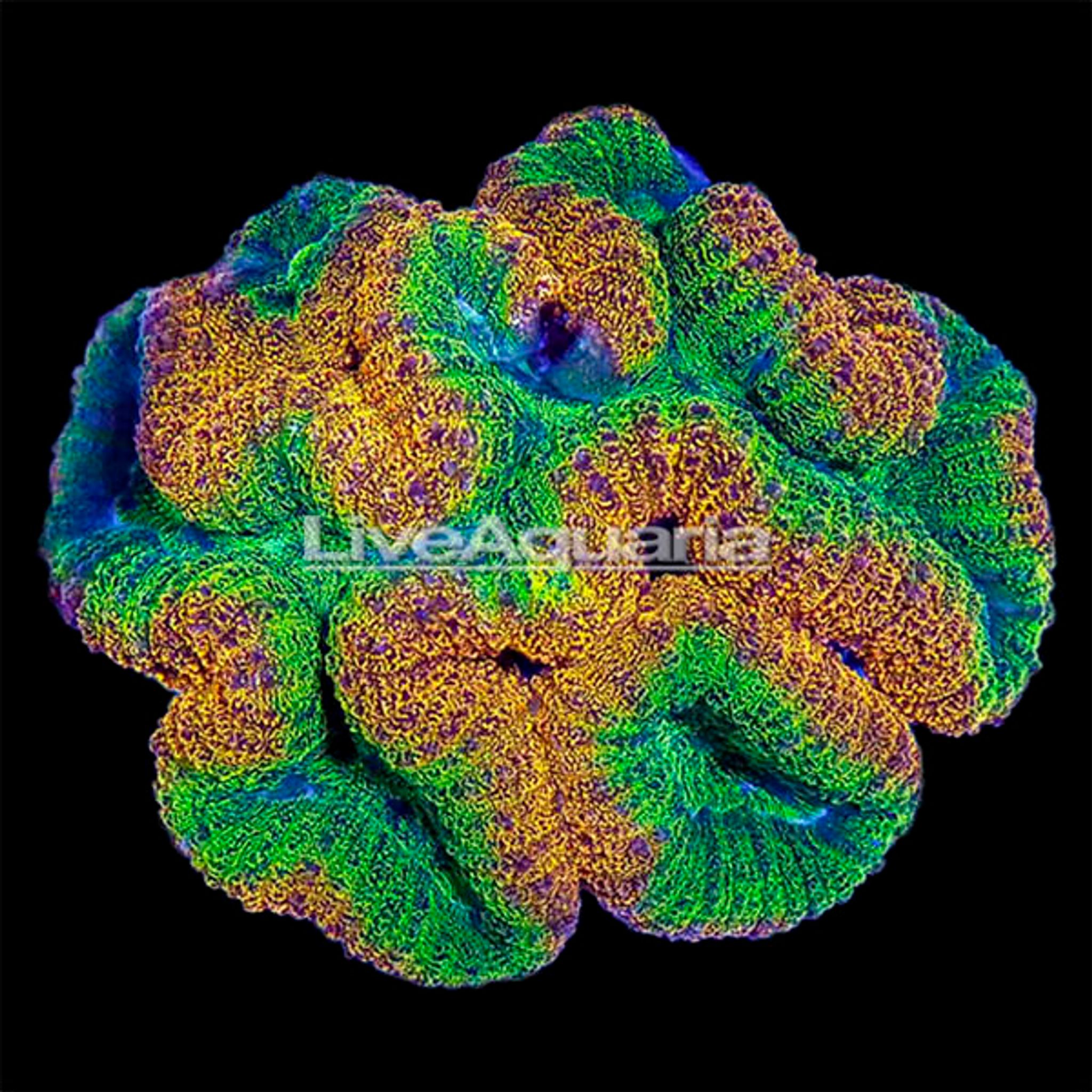 Brain Coral, Lobophyllia