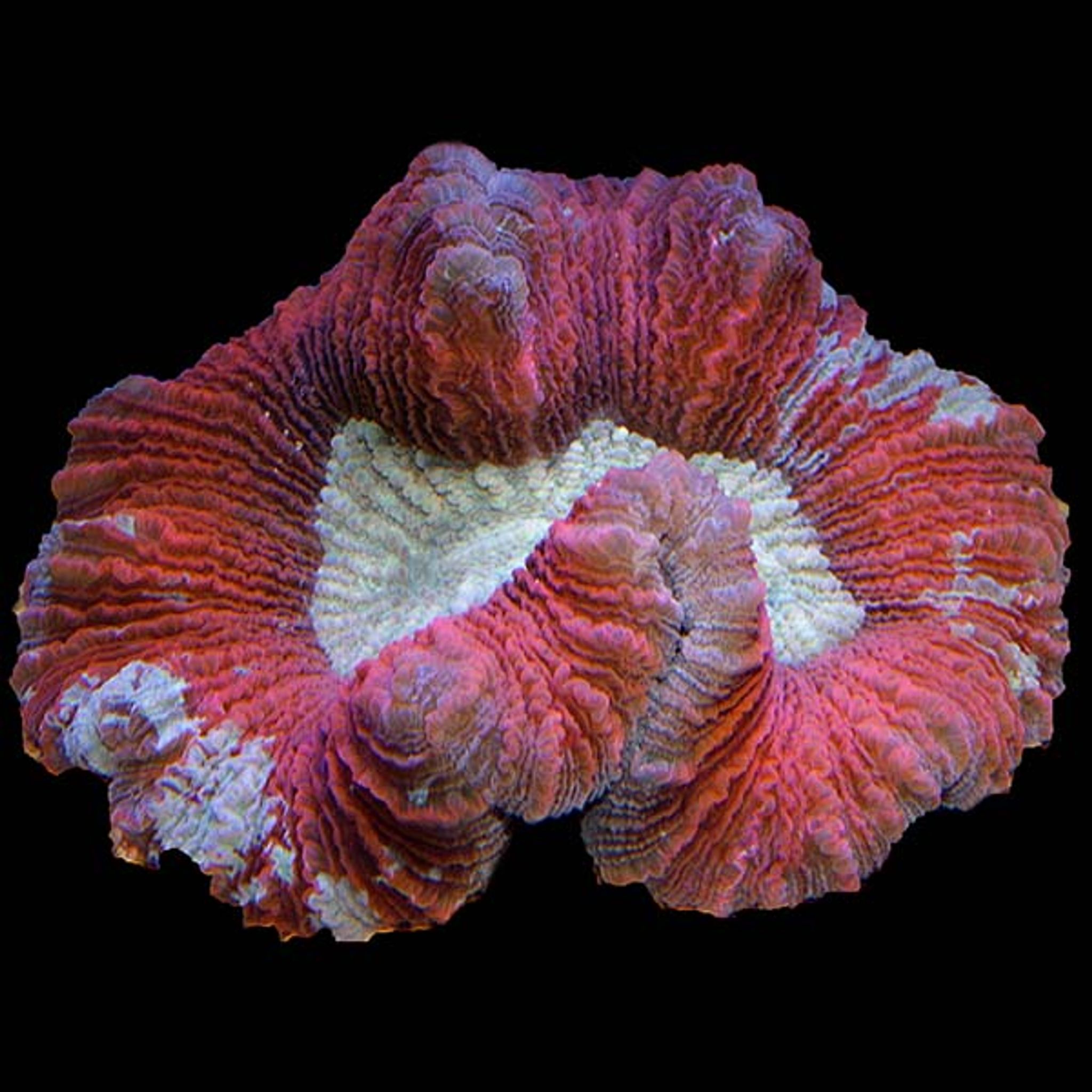 Common Trachyphyllia Problems: Tissue Loss, Fading, Pests and Recovery