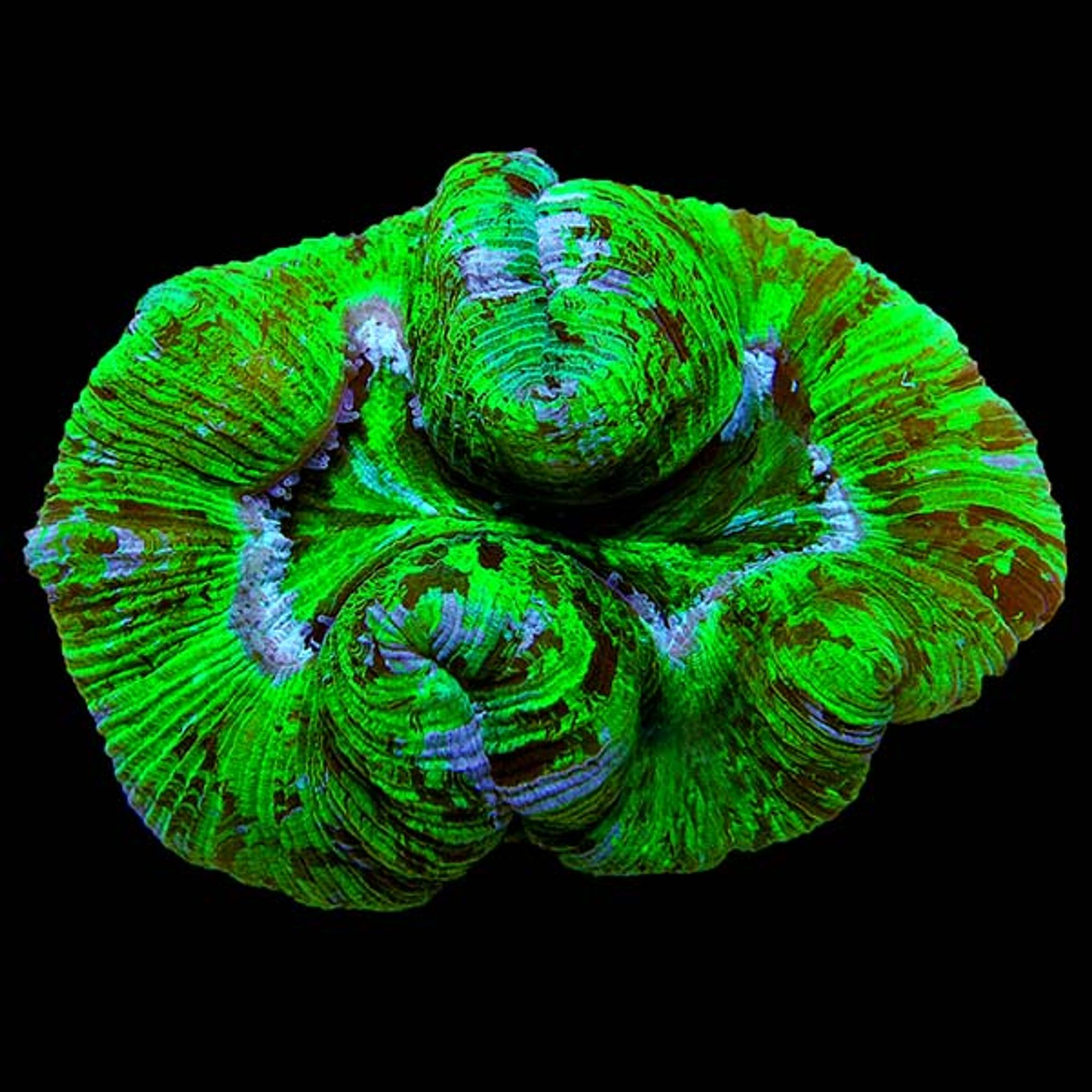 Brain Coral, Trachyphyllia