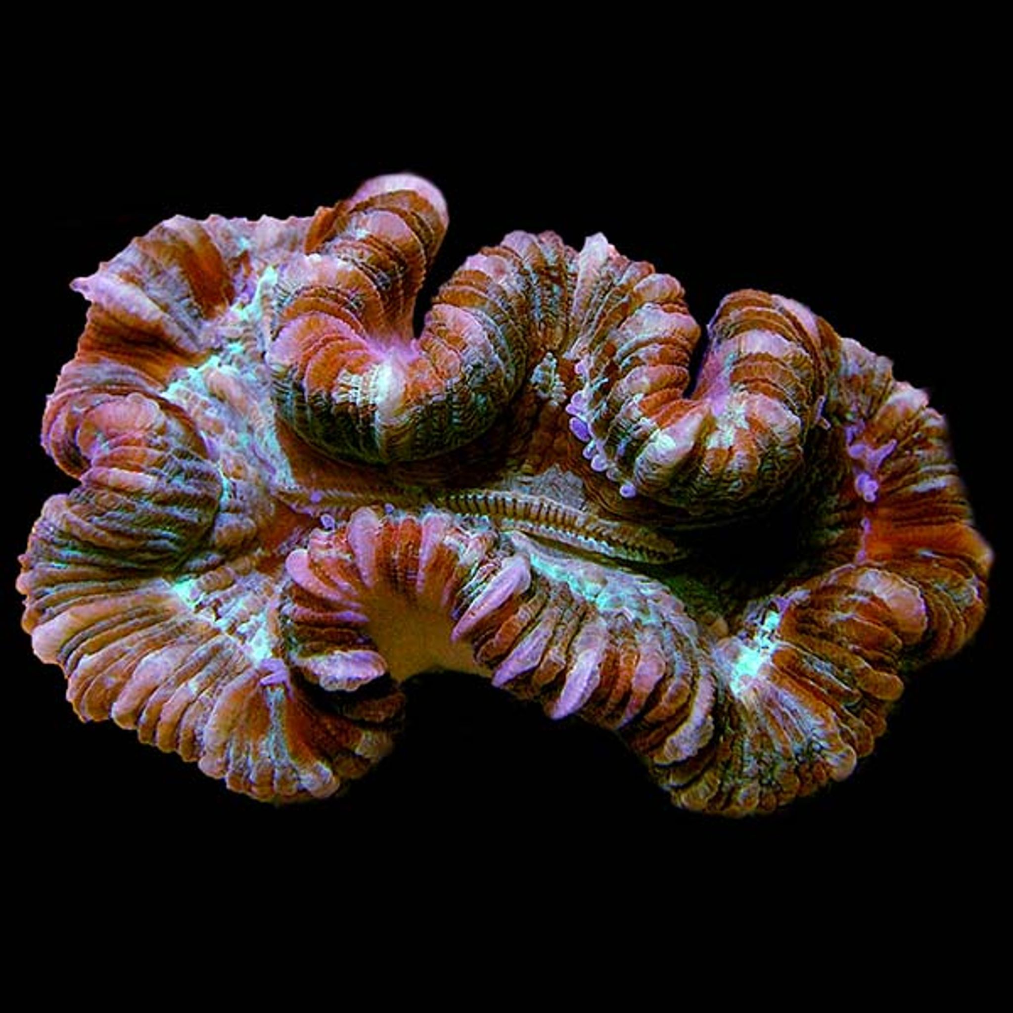 Brain Coral, Trachyphyllia