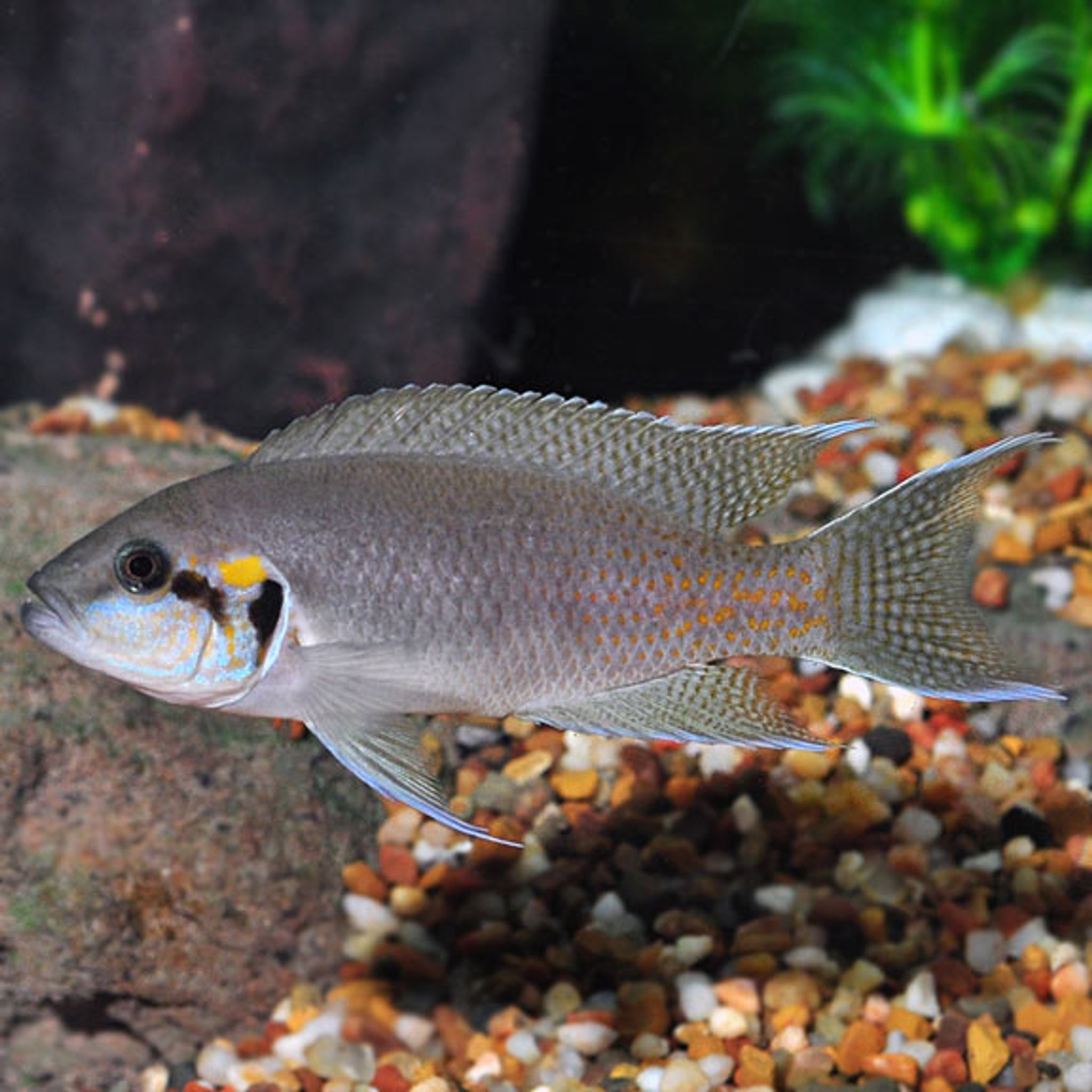Brichardi Cichlid Group, Albino