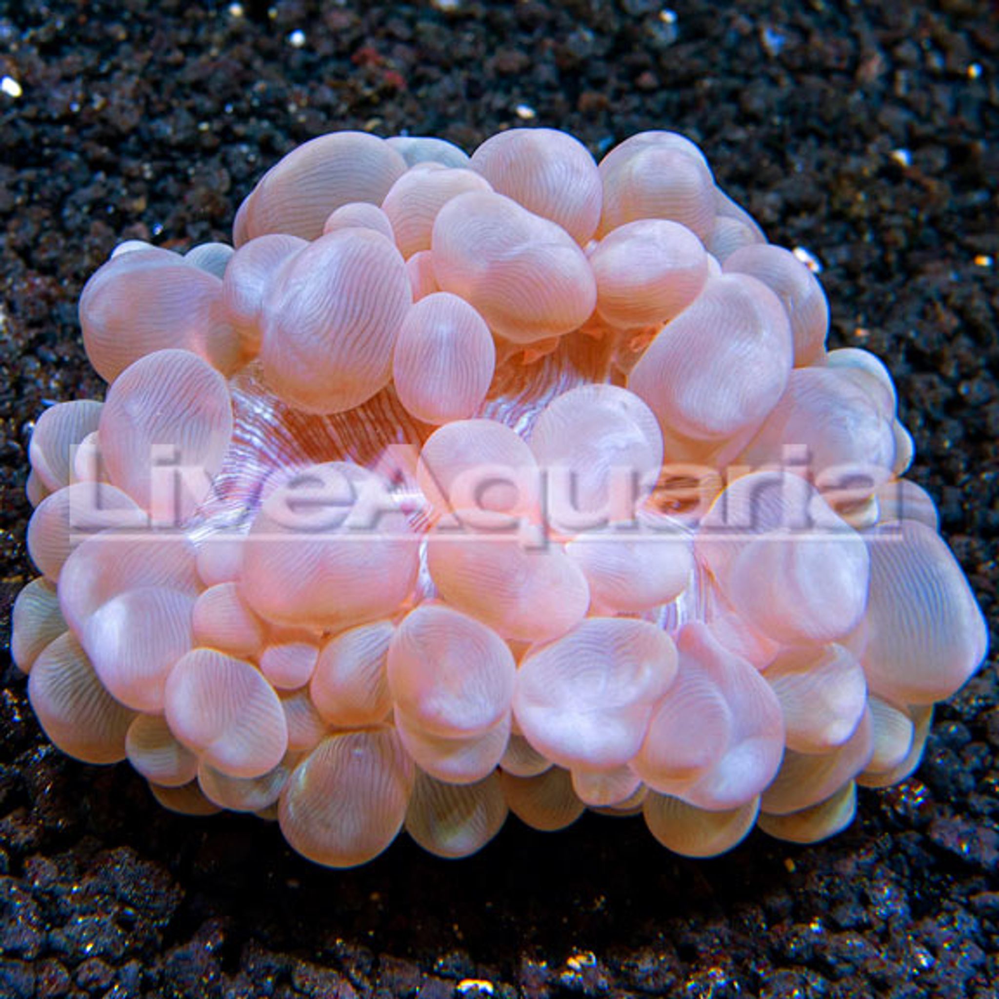 Bubble Coral Care Guide: Lighting, Flow, Feeding and Placement