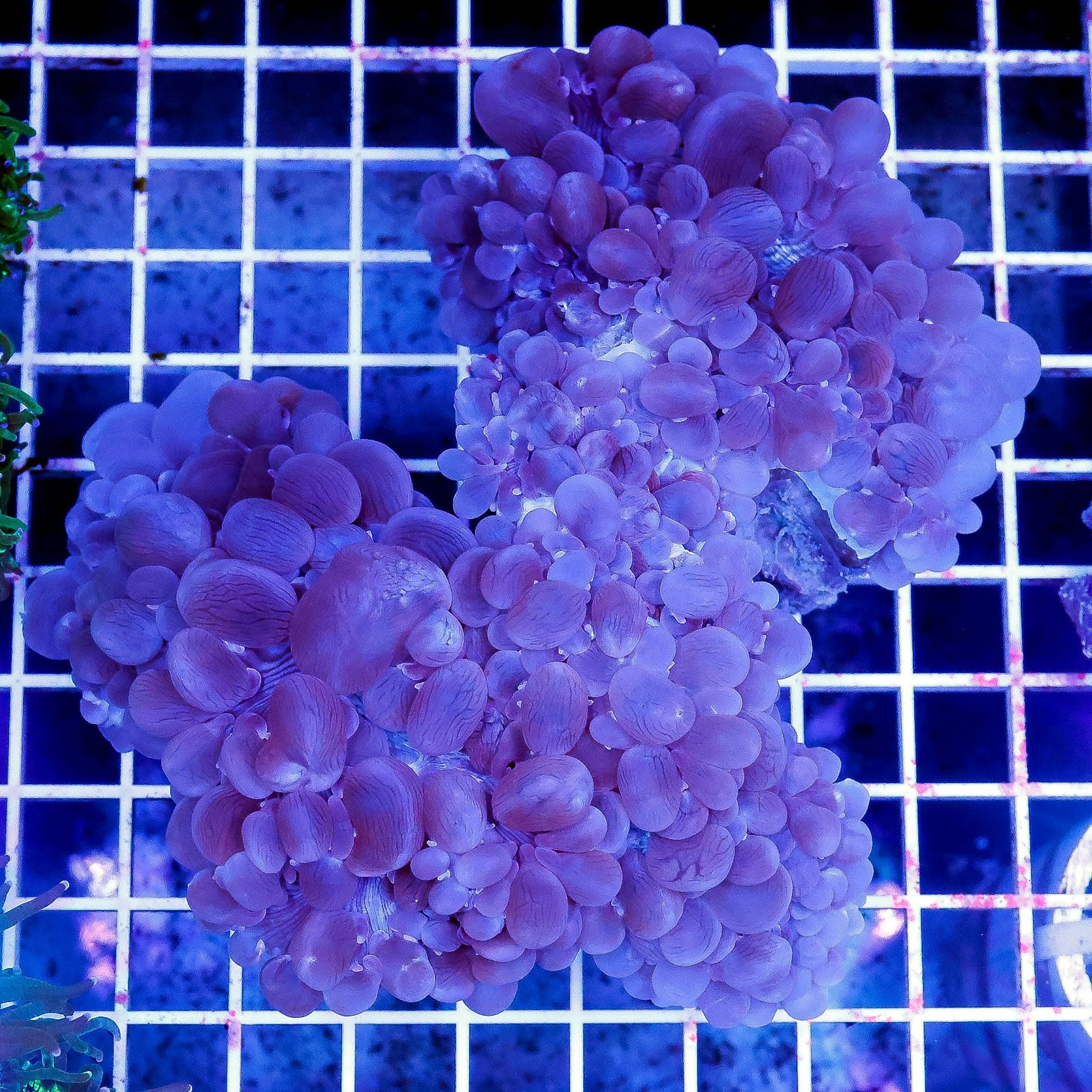 Bubble Coral 4.5" WYSIWYG
