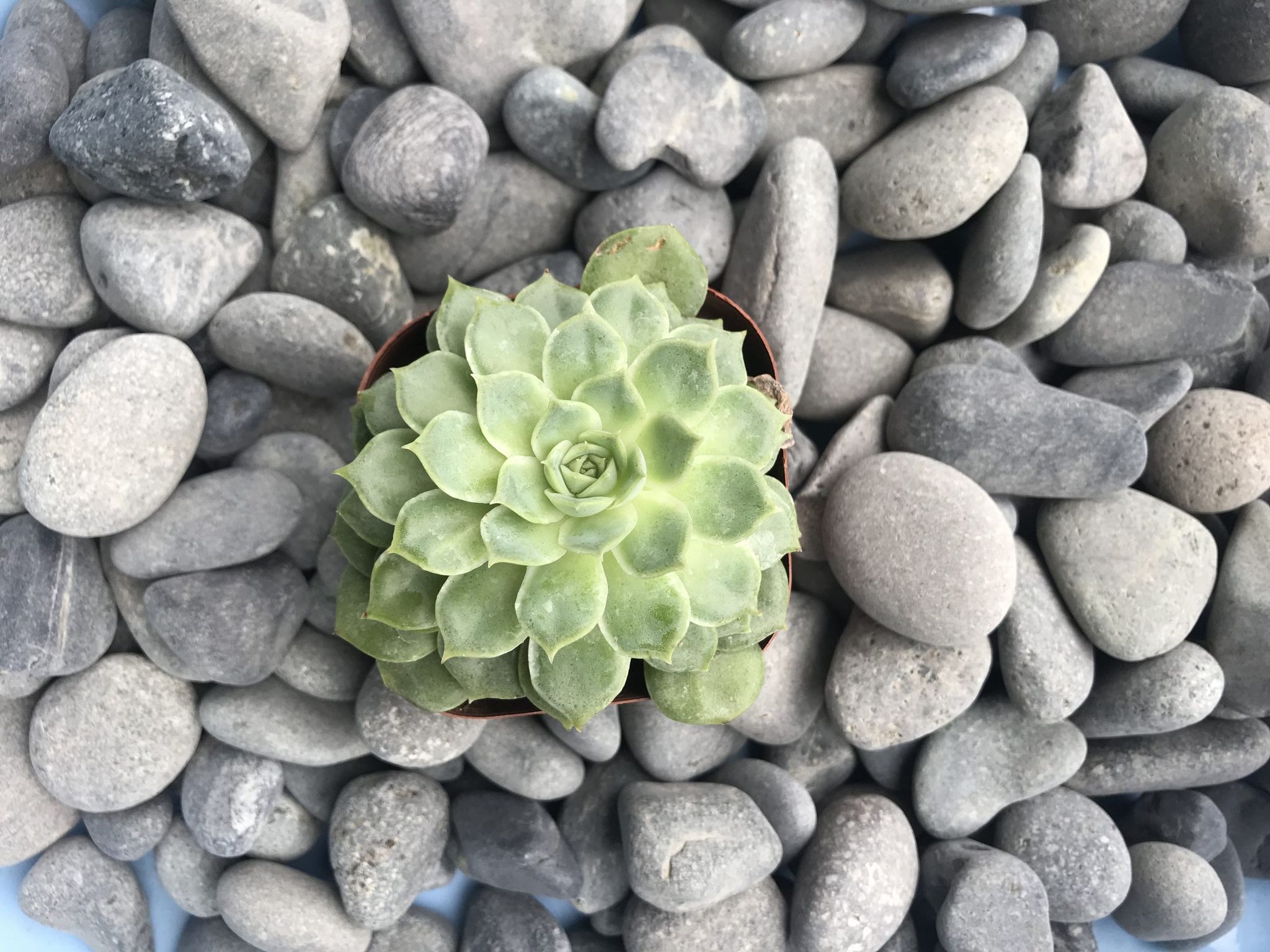 DARK GREY PEBBLE STONE (20kg)